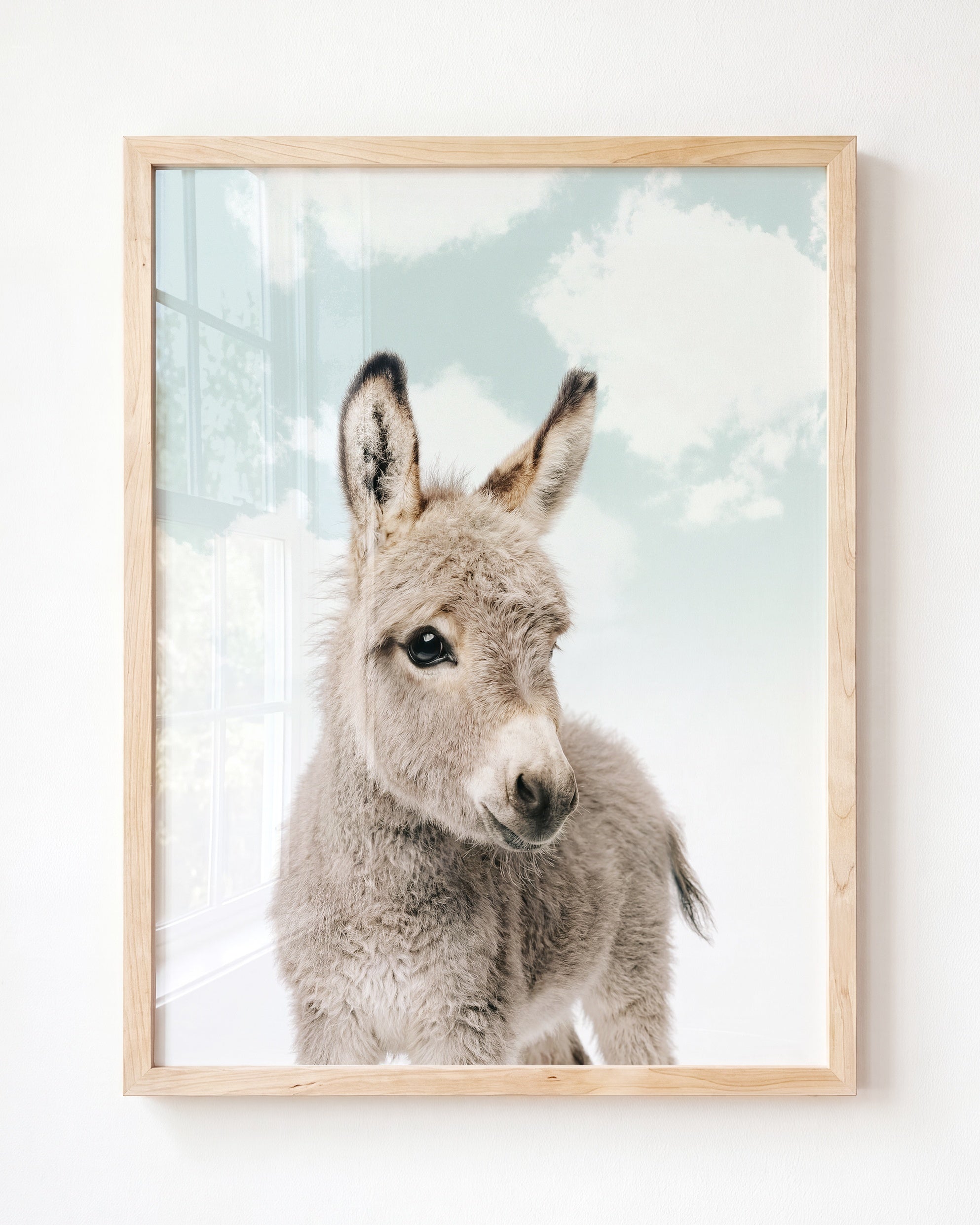 Baby Donkey