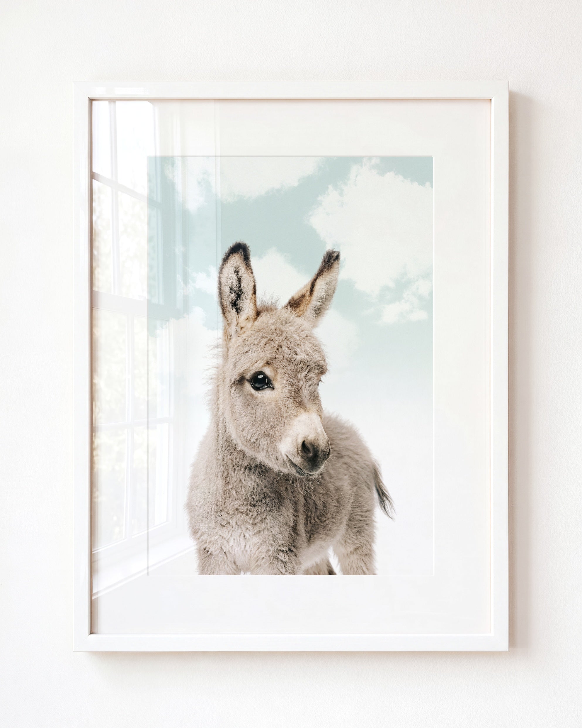 Baby Donkey