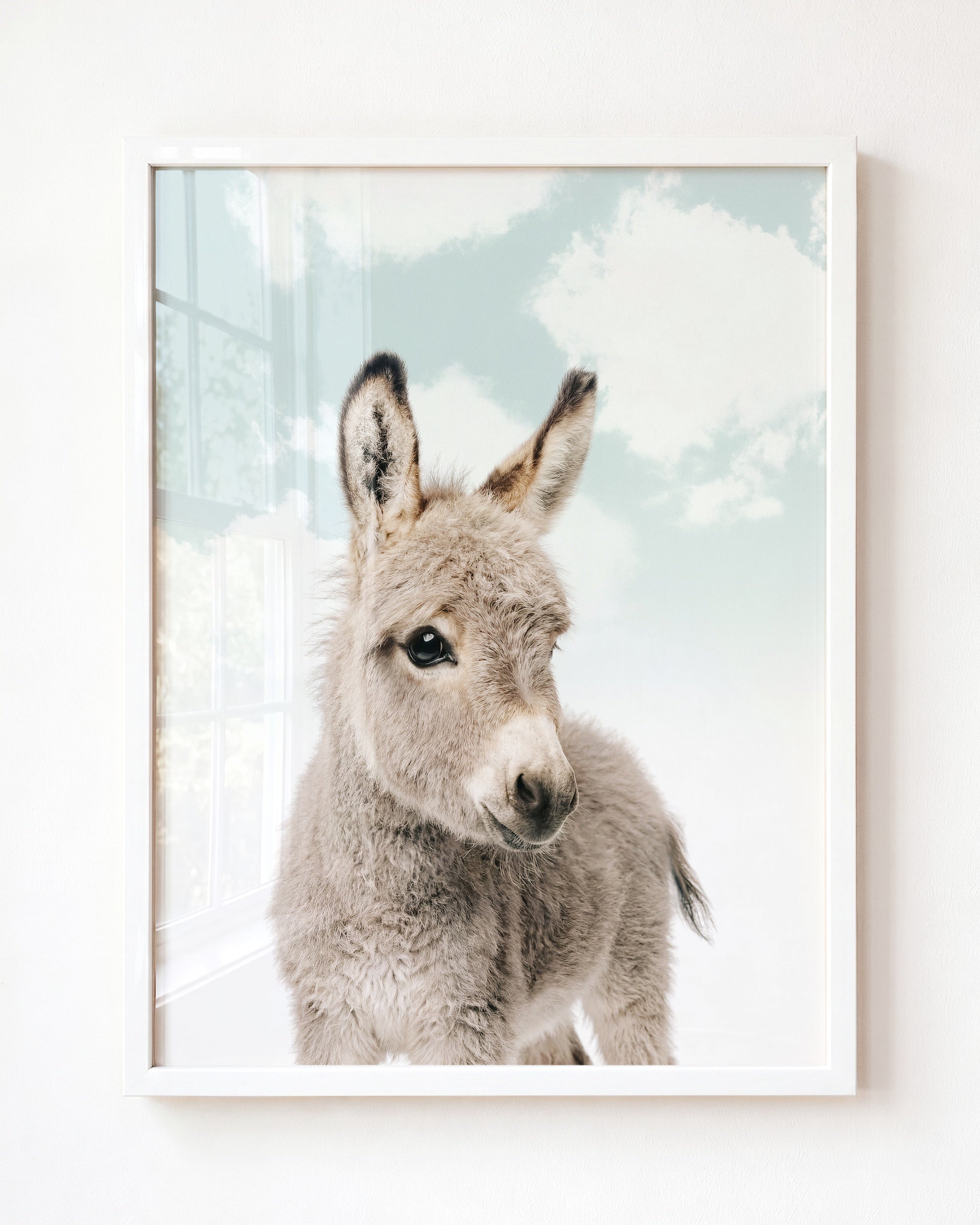 Baby Donkey