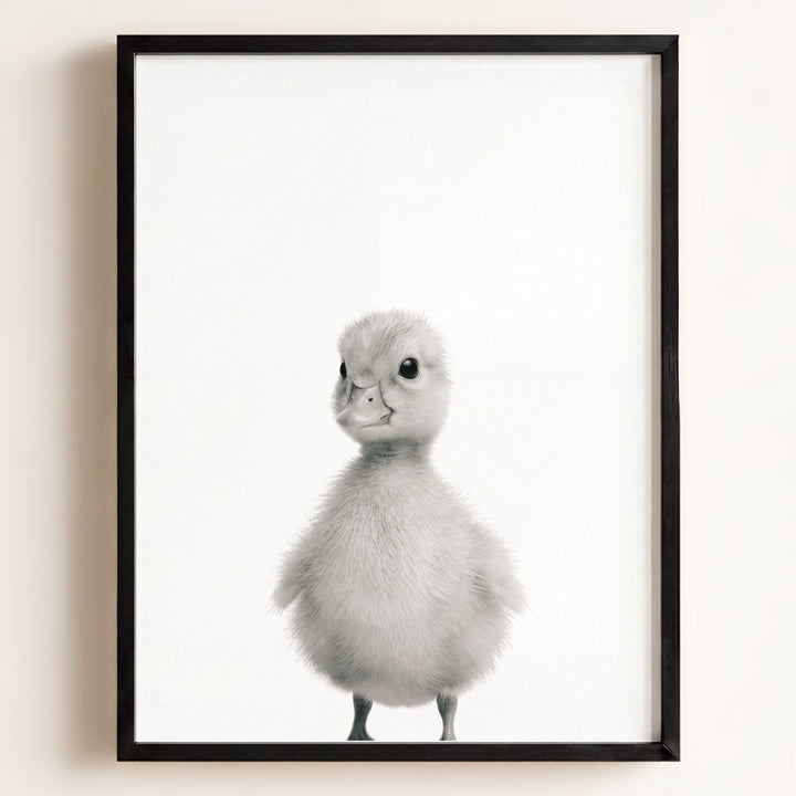 Baby Duckling