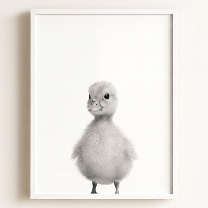 Baby Duckling