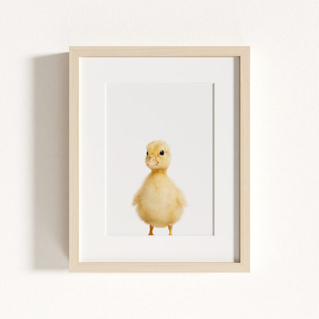 Baby Duckling