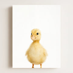 Baby Duckling