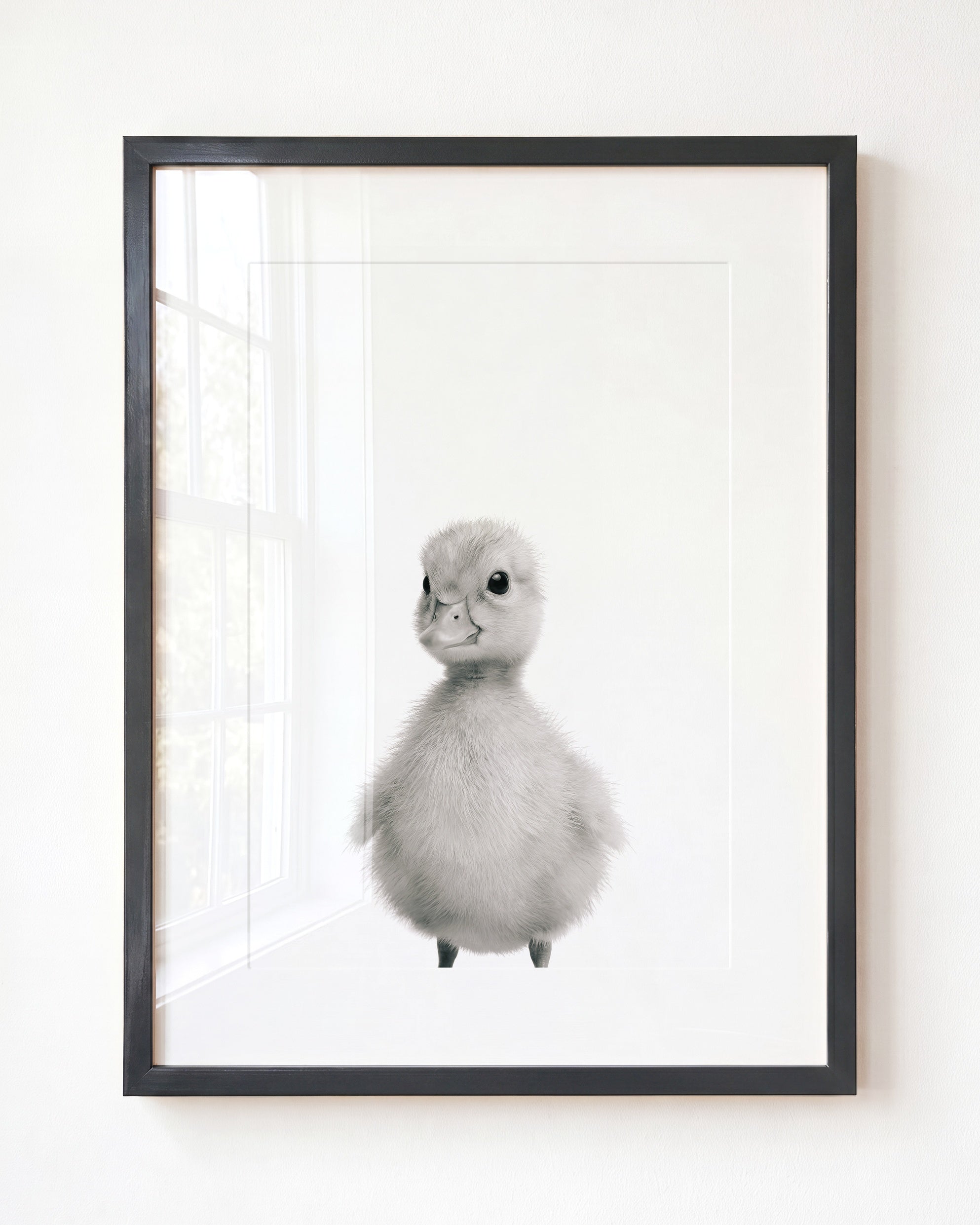 Baby Duckling