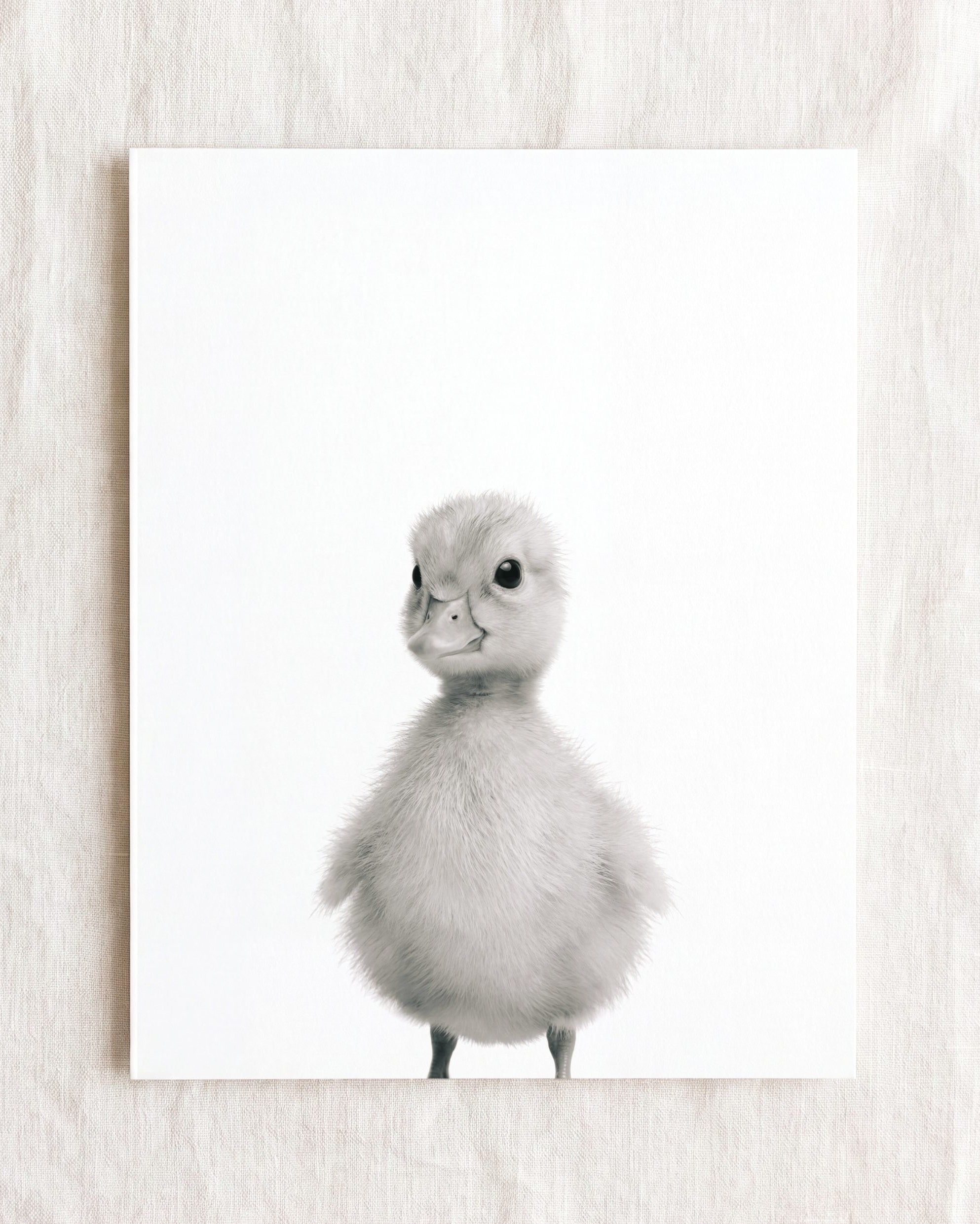 Baby Duckling