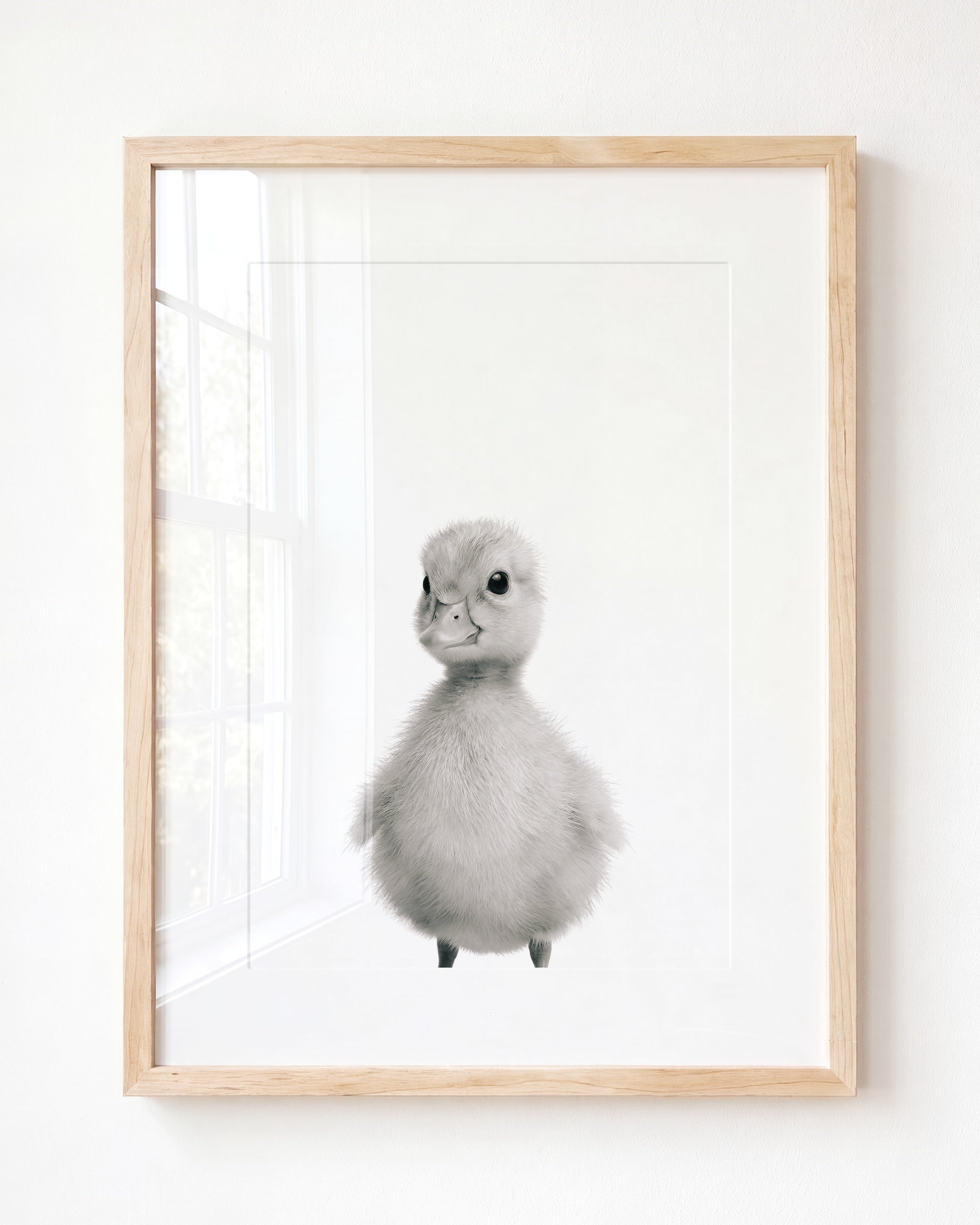 Baby Duckling