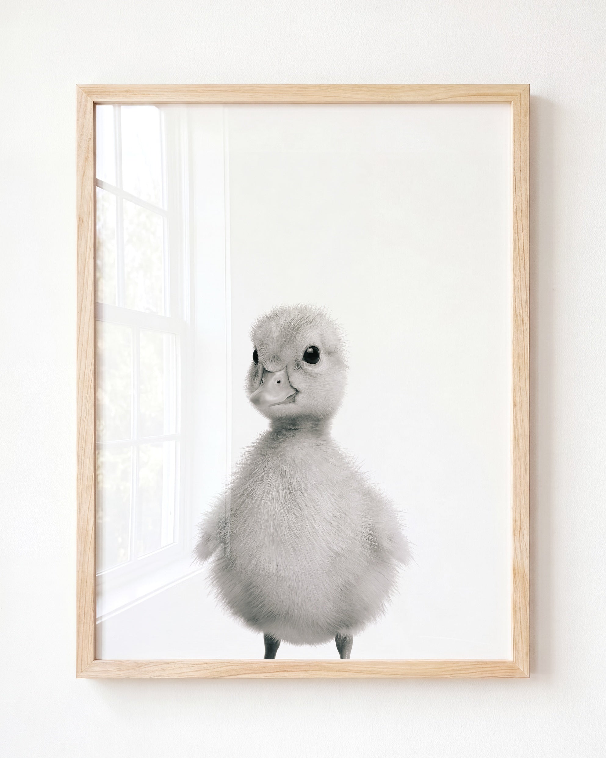 Baby Duckling