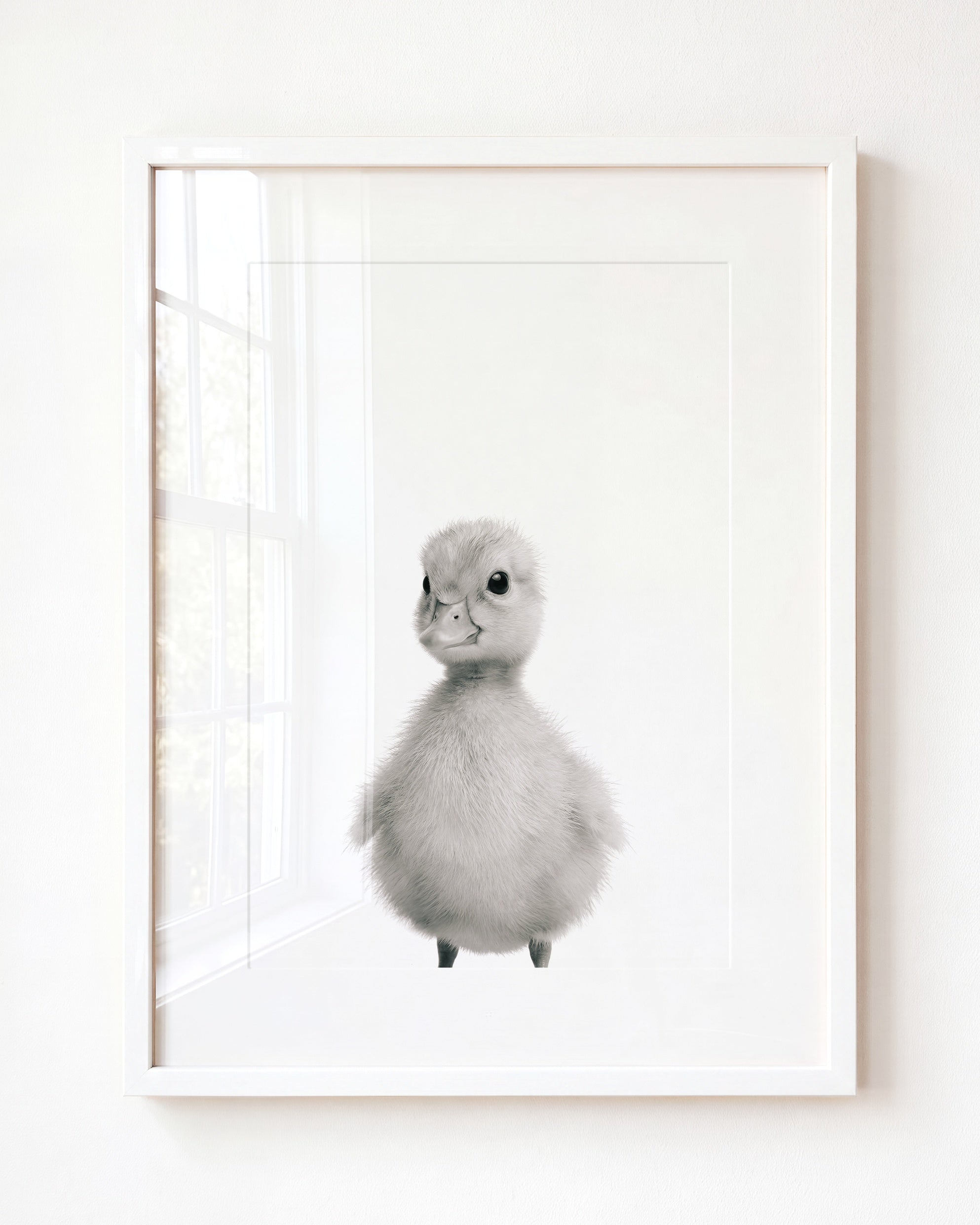 Baby Duckling