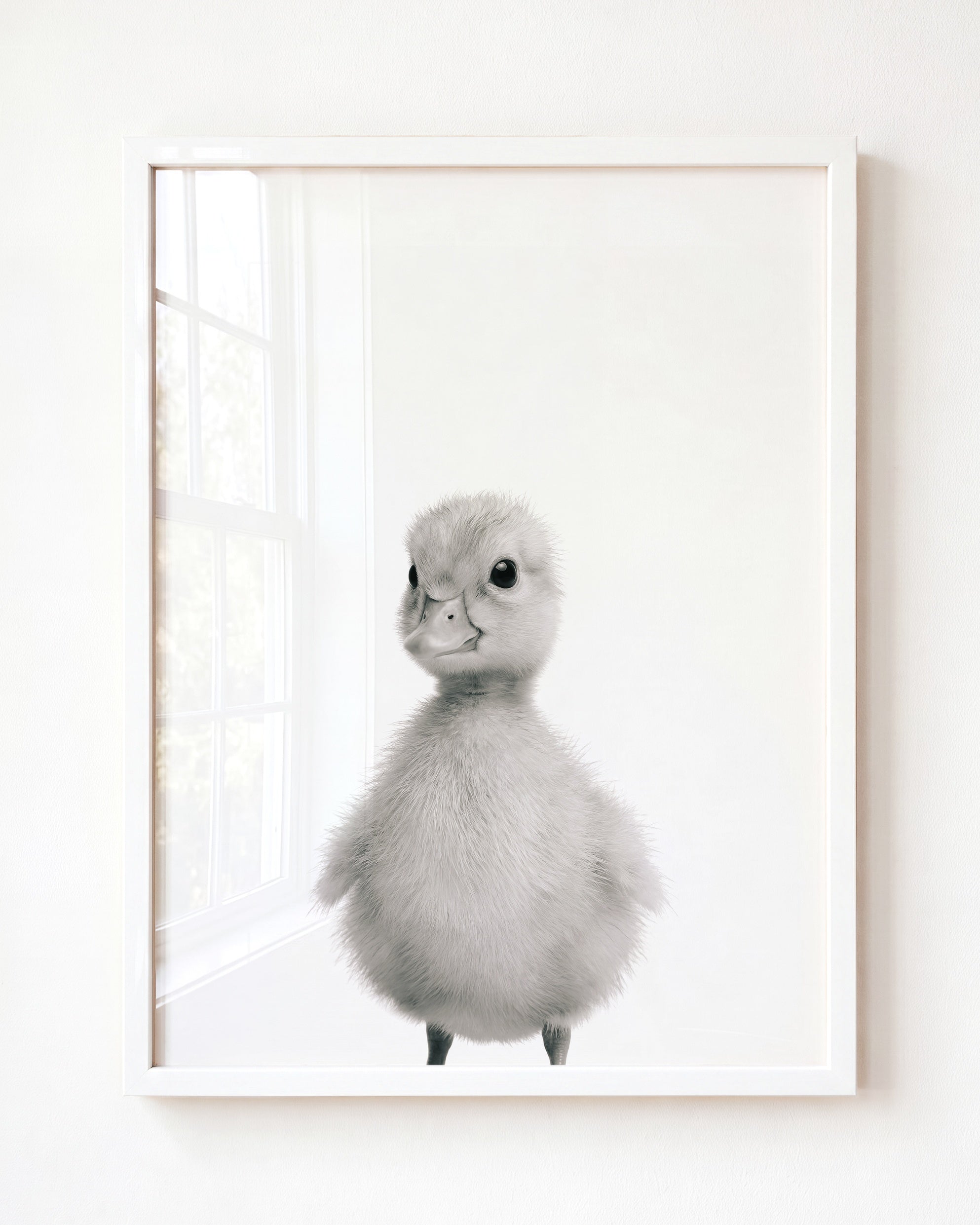 Baby Duckling