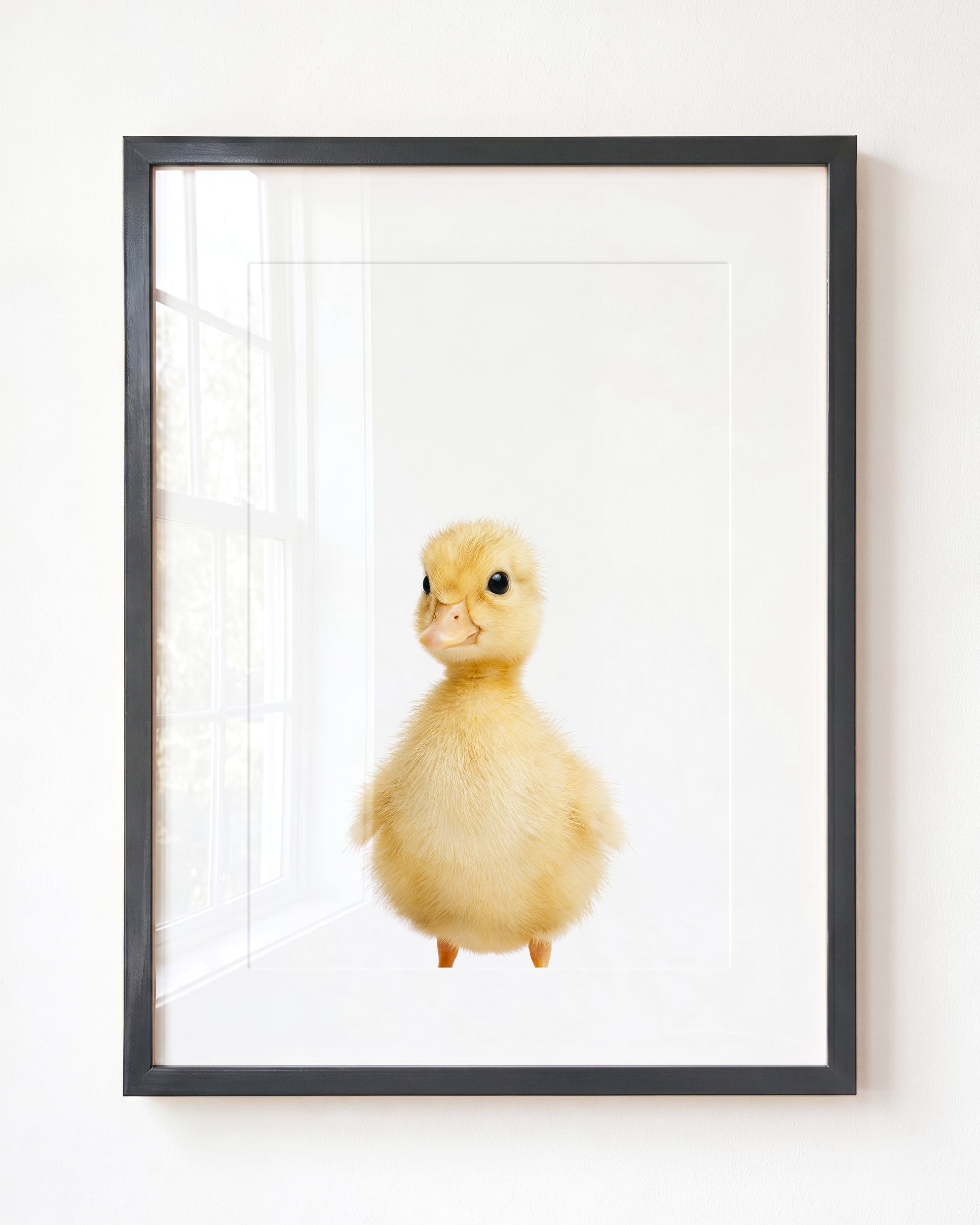 Baby Duckling