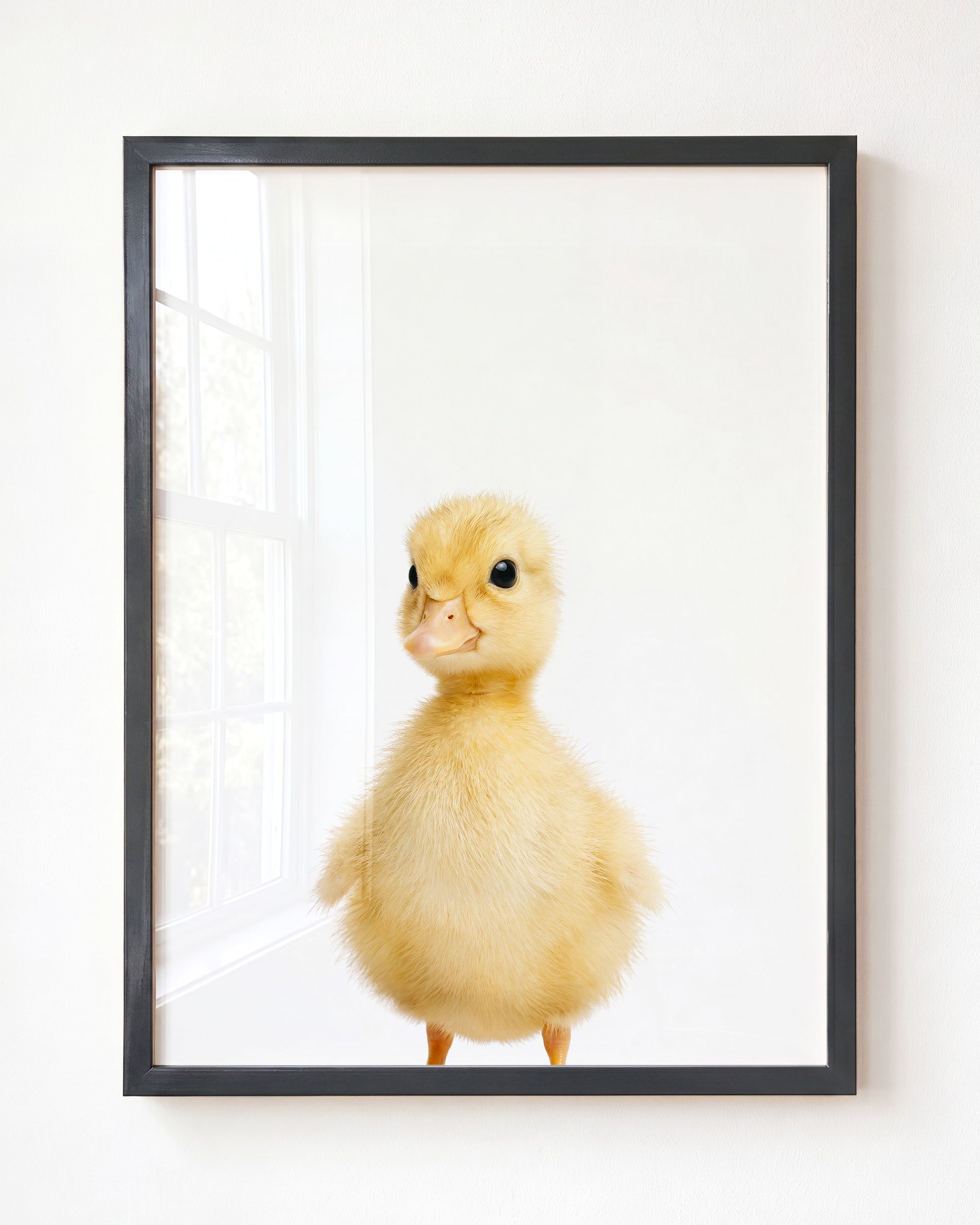 Baby Duckling