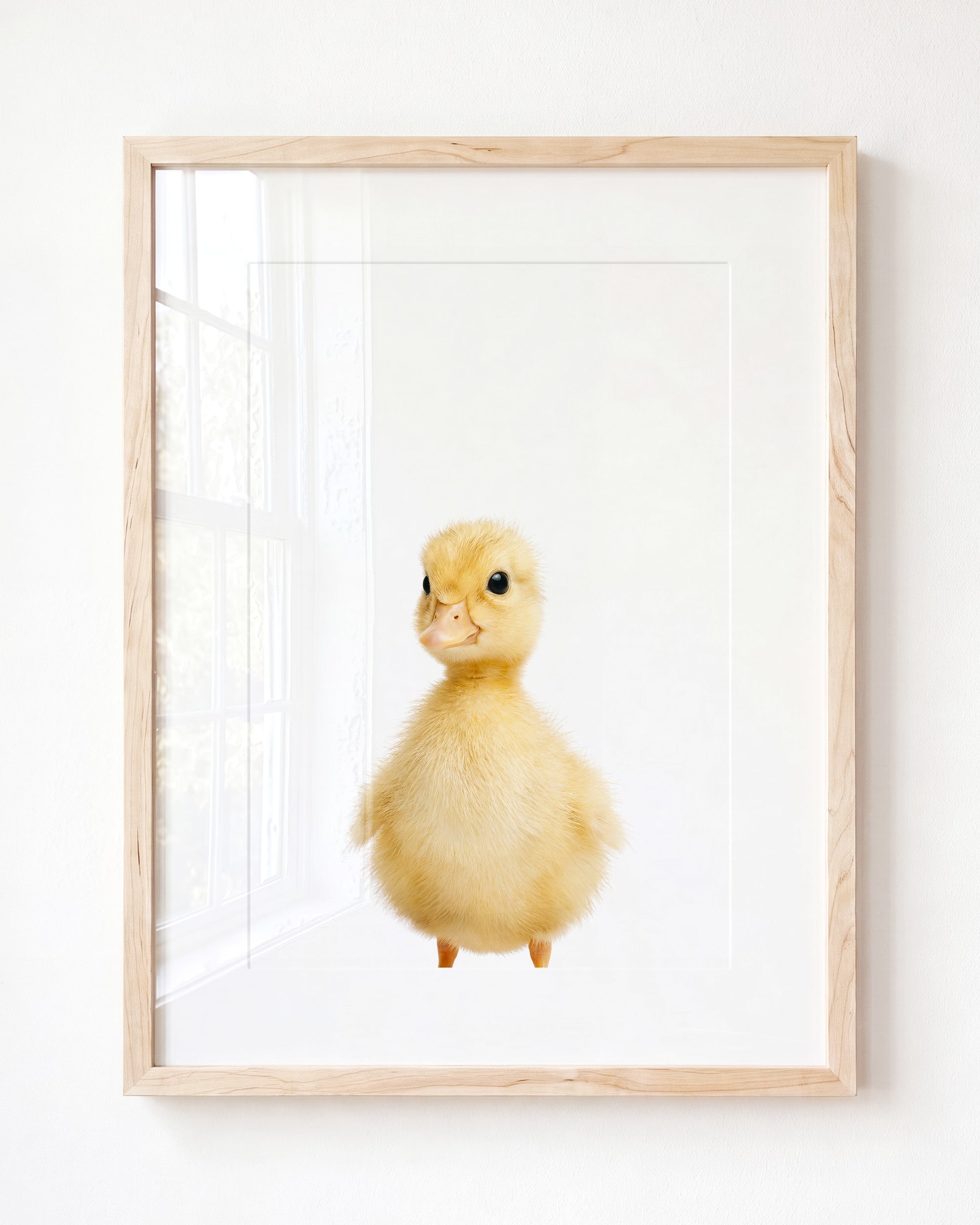 Baby Duckling