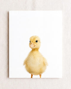 Baby Duckling