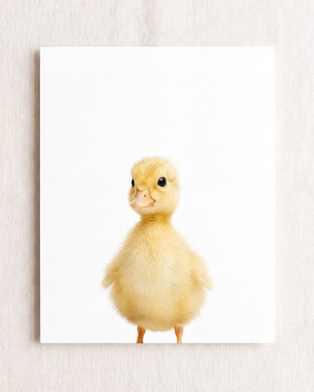Baby Duckling