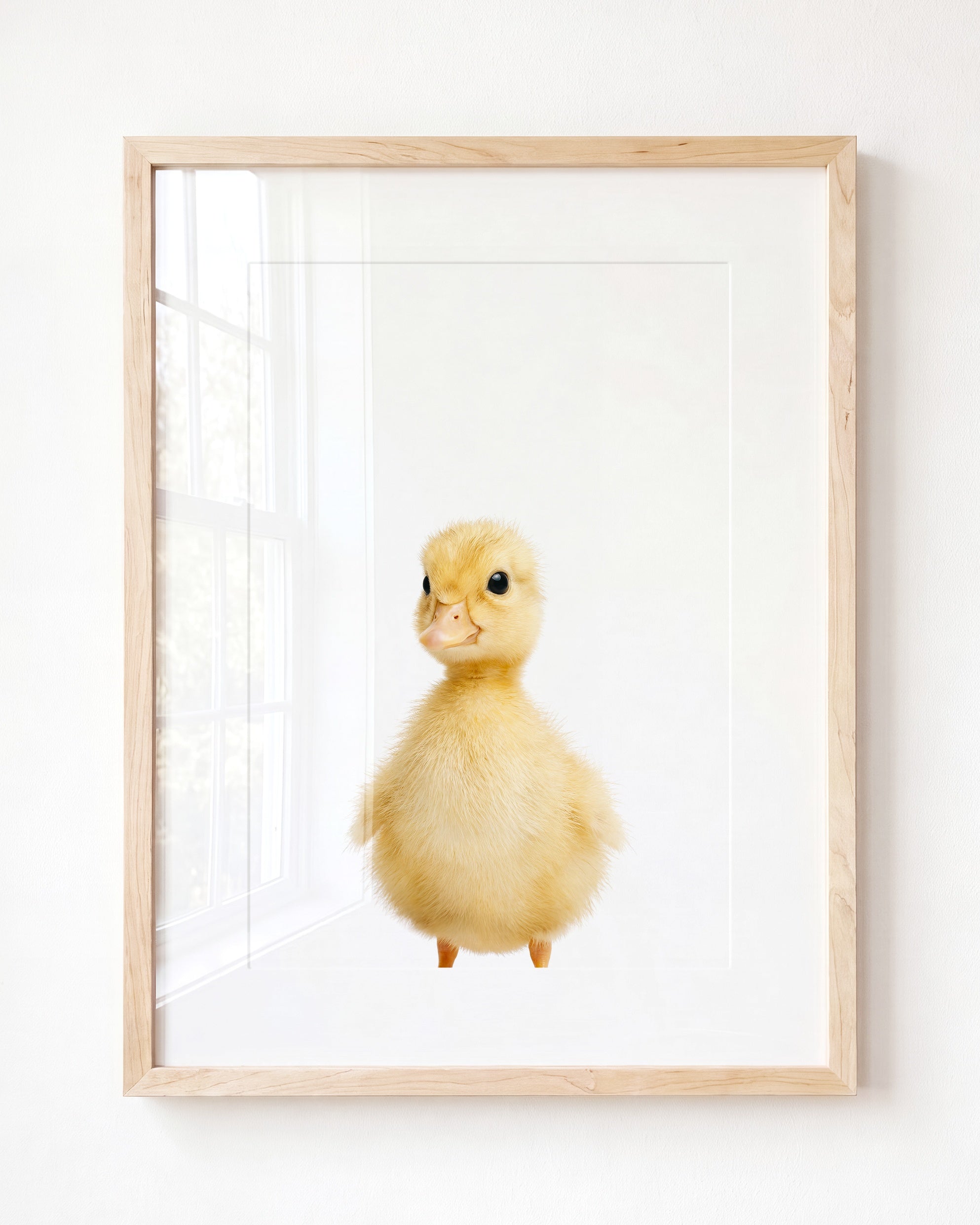 Baby Duckling