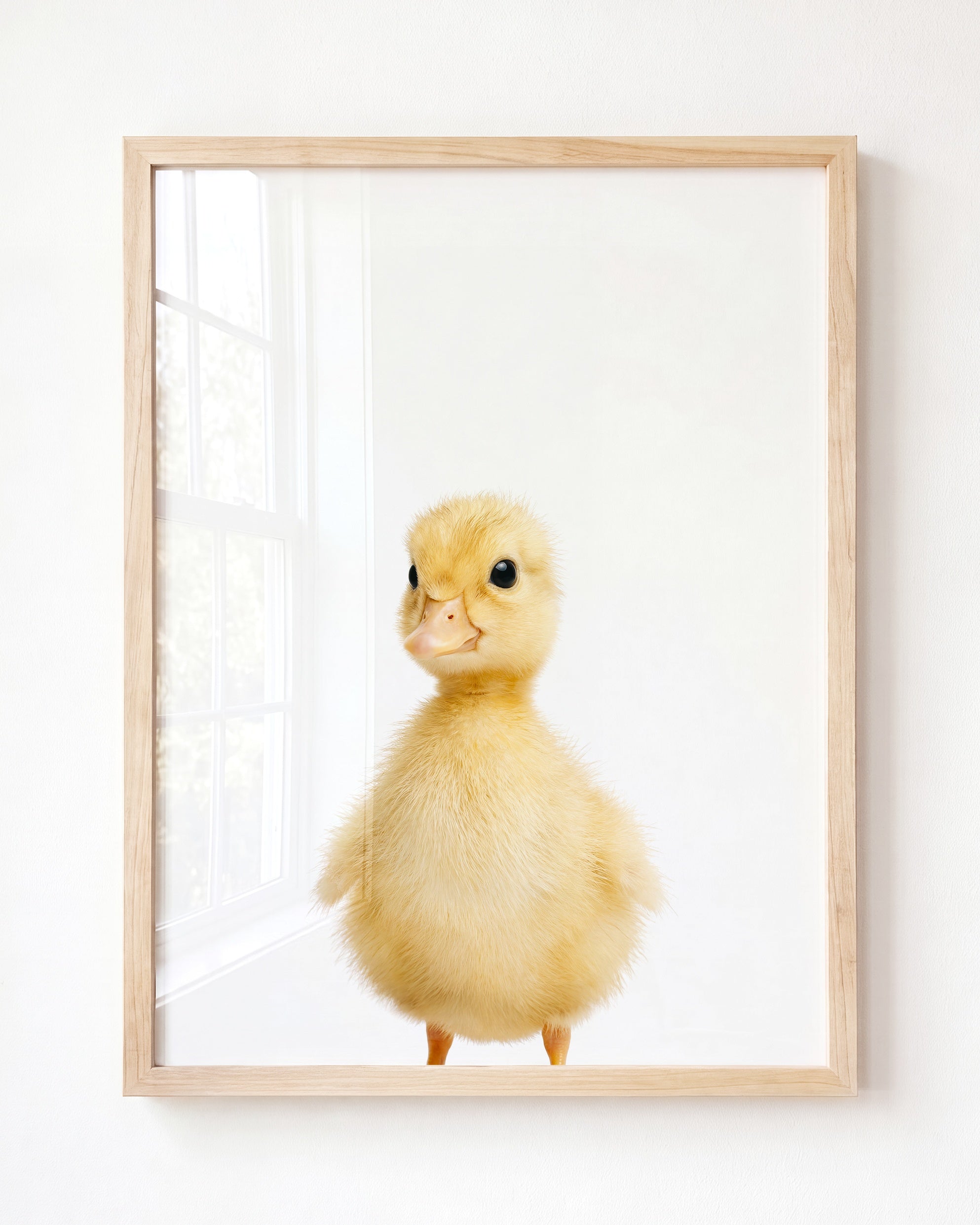Baby Duckling