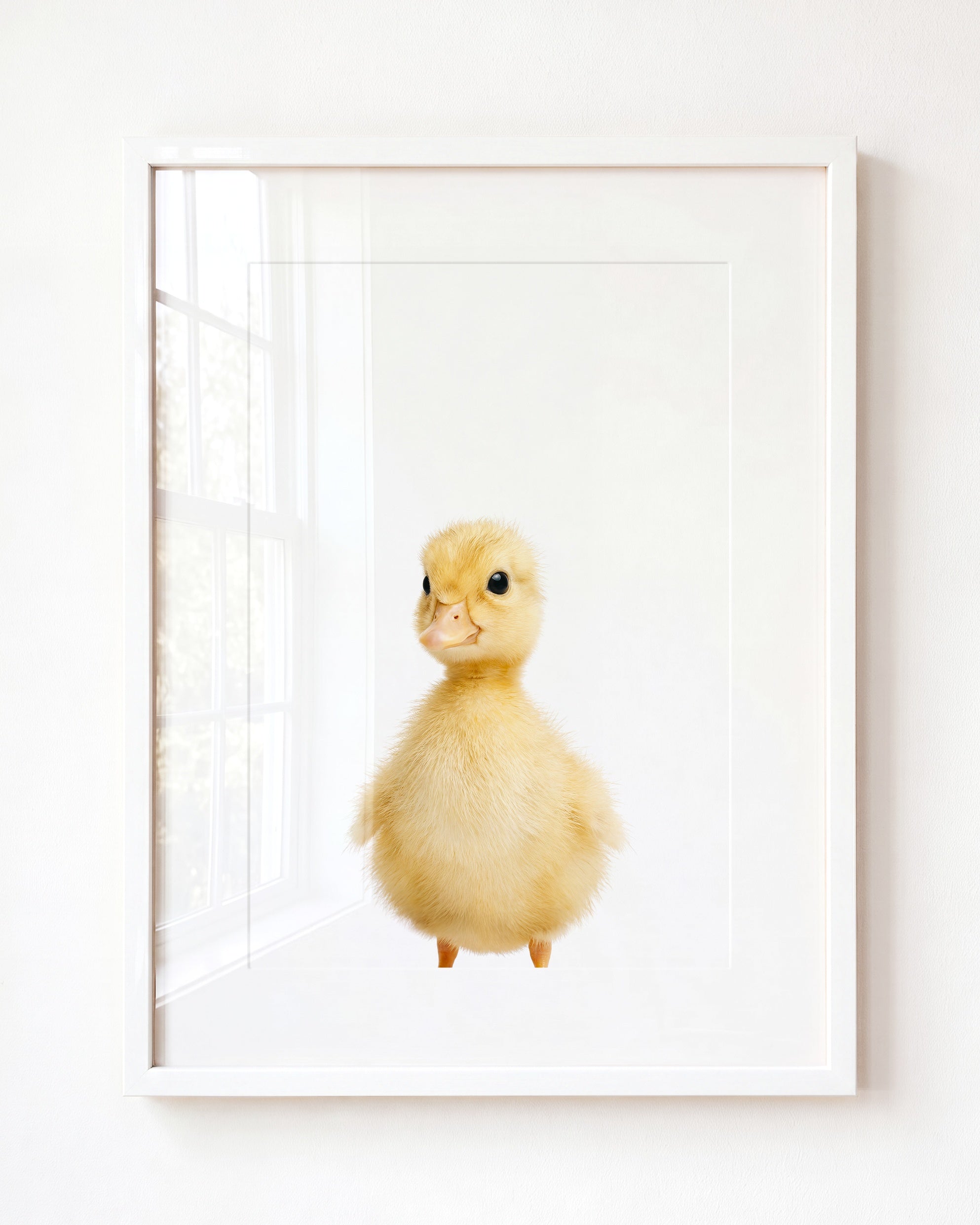 Baby Duckling