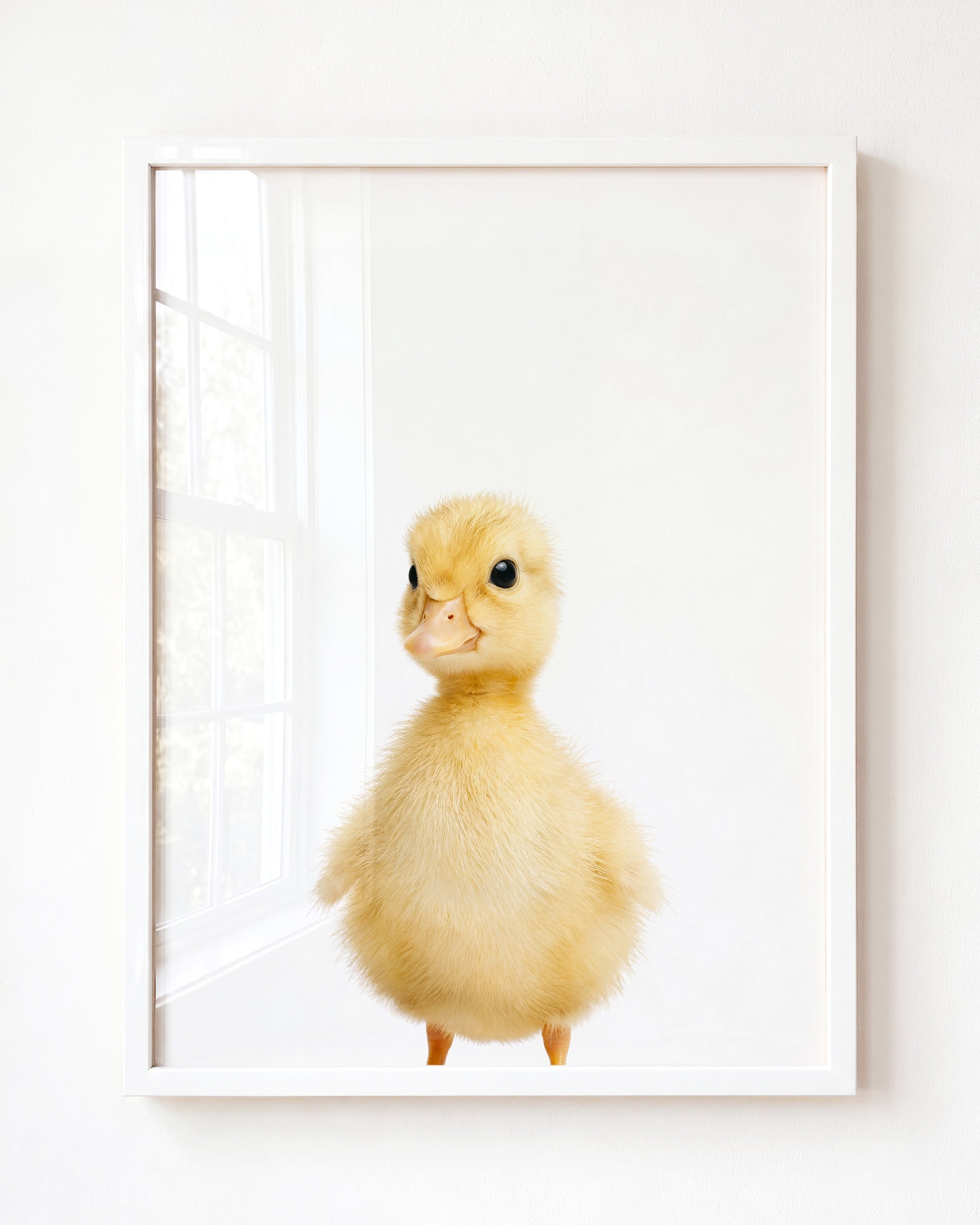 Baby Duckling