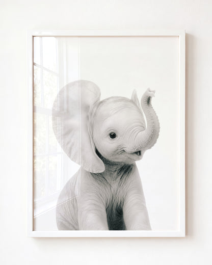 Baby Elephant