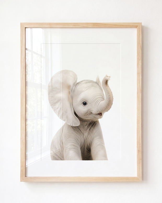 Baby Elephant