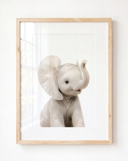 Baby Elephant