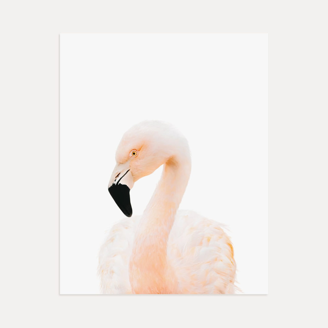 Baby Flamingo