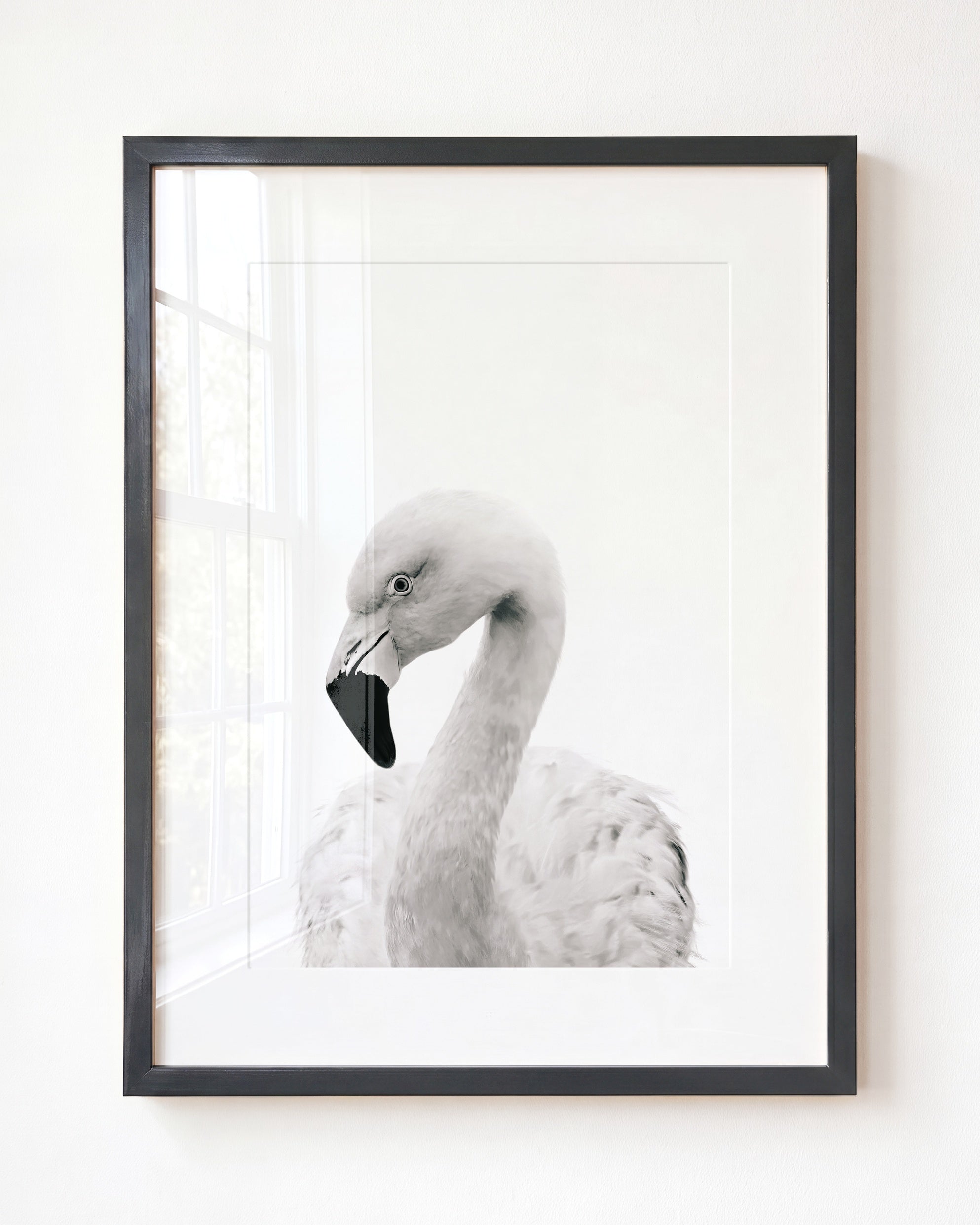 Baby Flamingo
