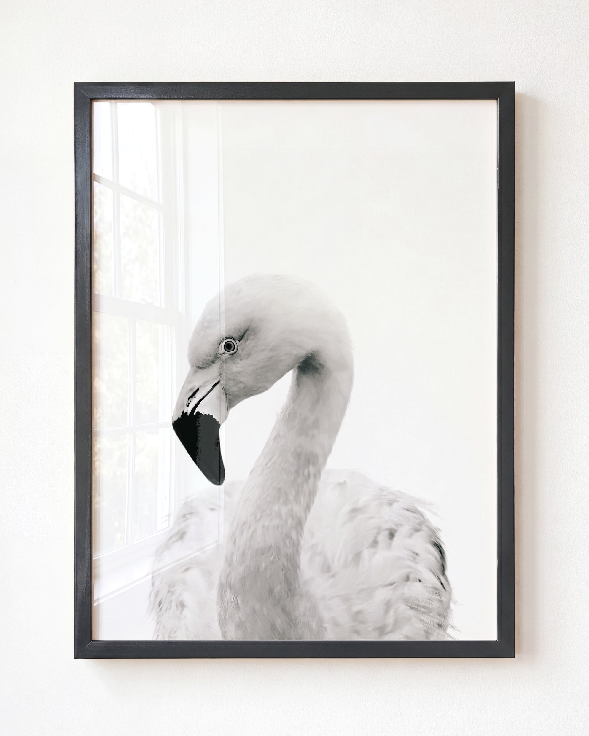 Baby Flamingo