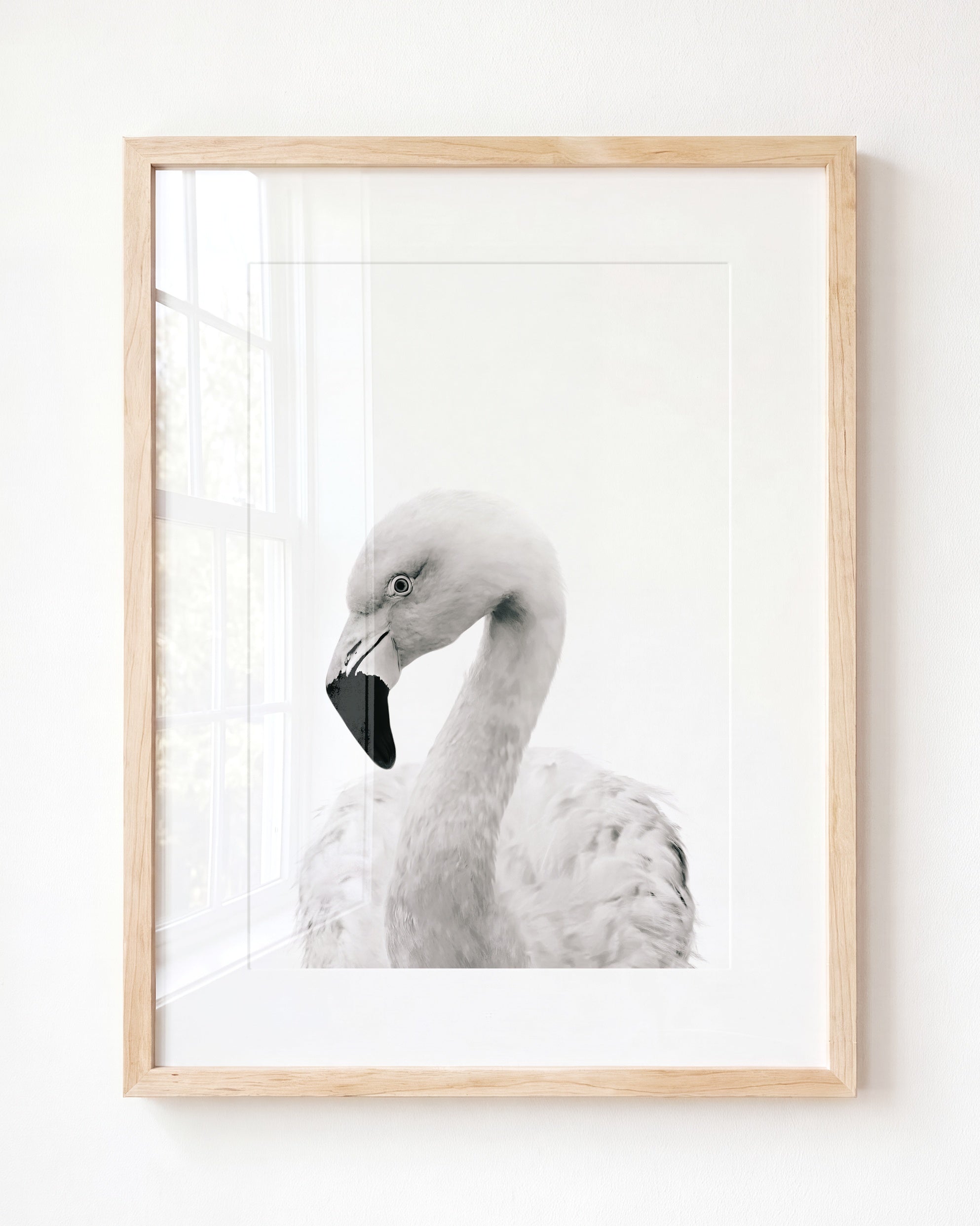 Baby Flamingo