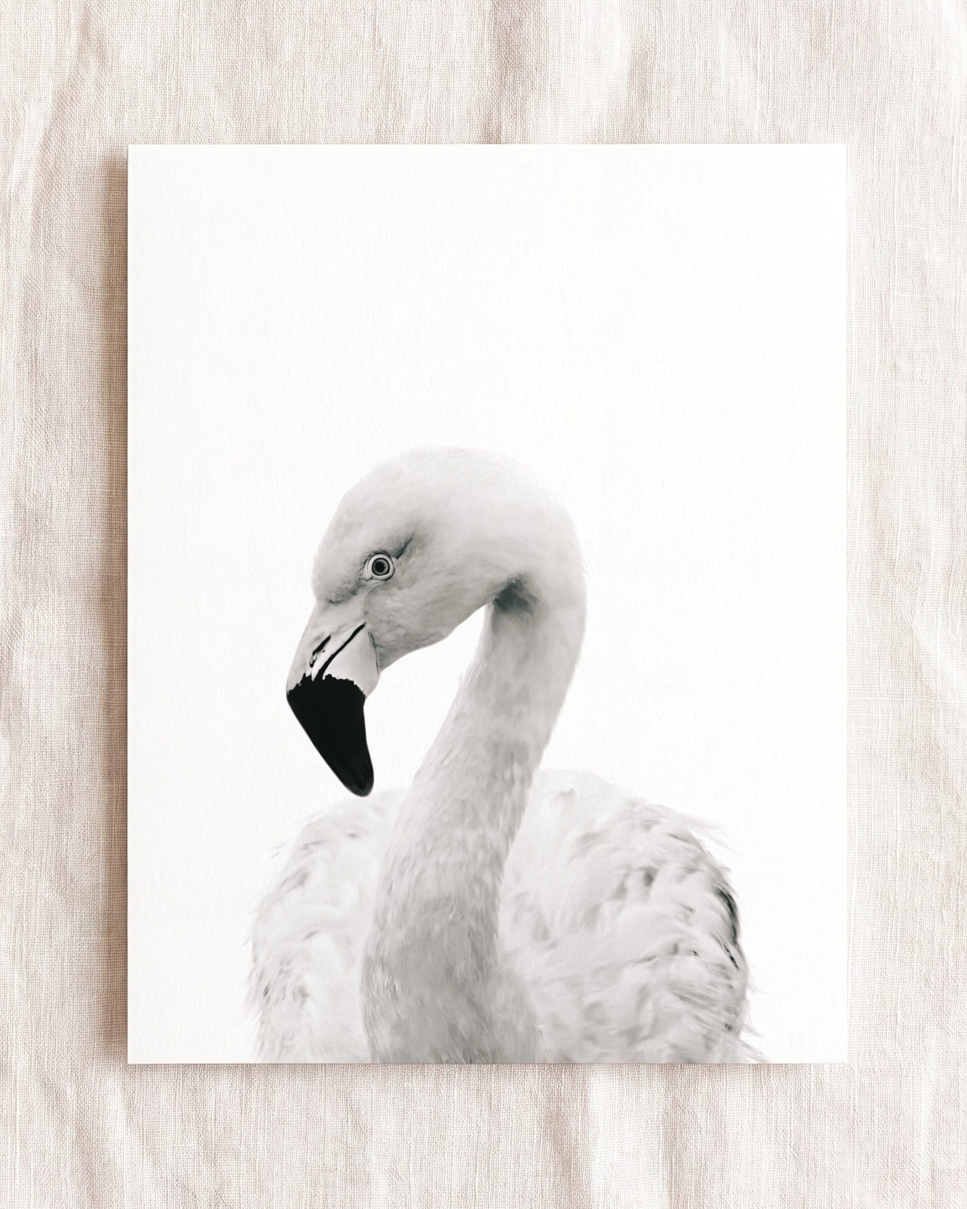 Baby Flamingo