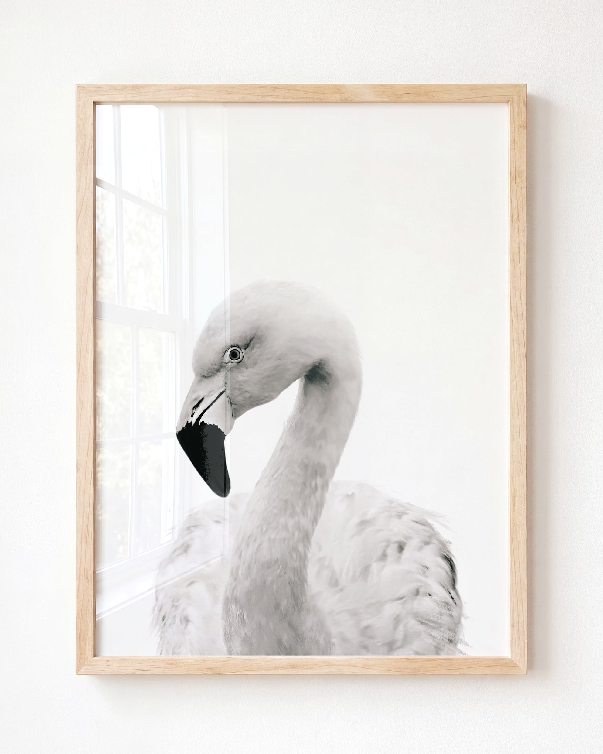 Baby Flamingo