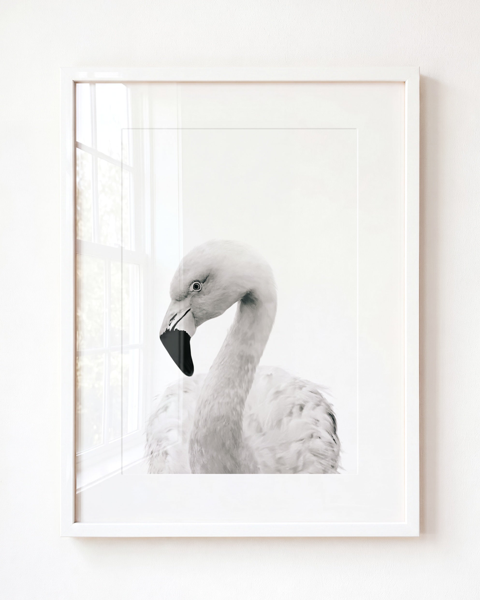 Baby Flamingo