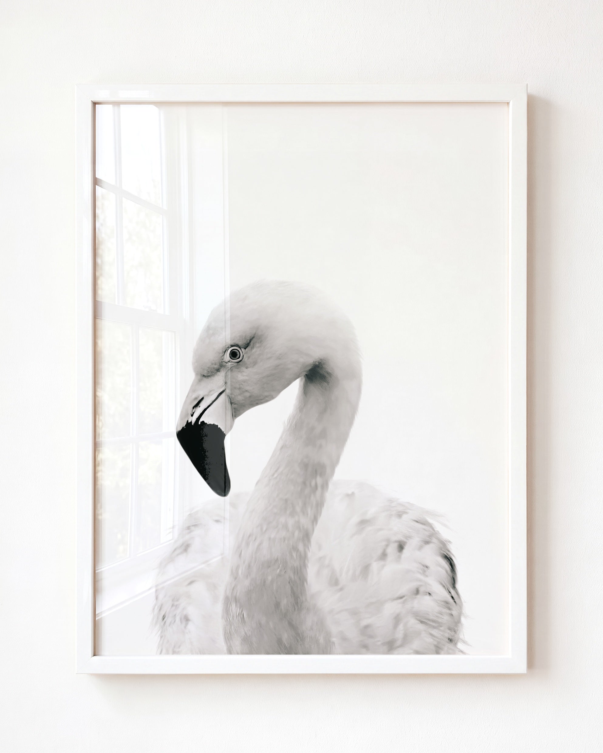 Baby Flamingo