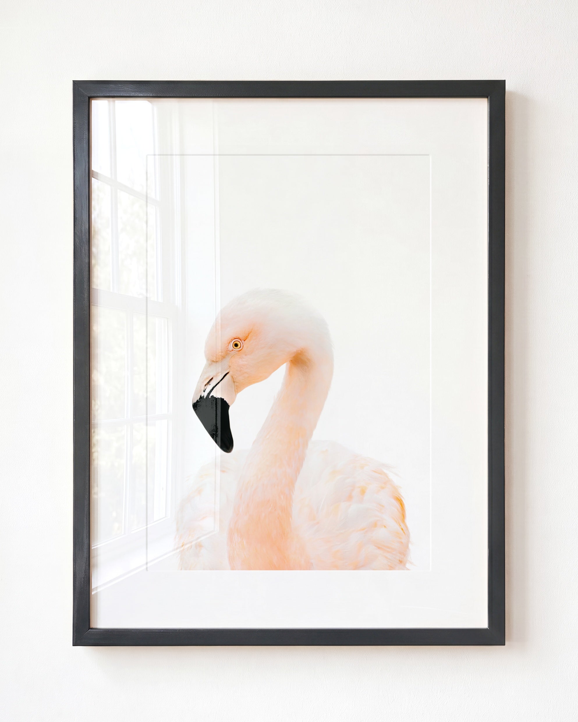 Baby Flamingo