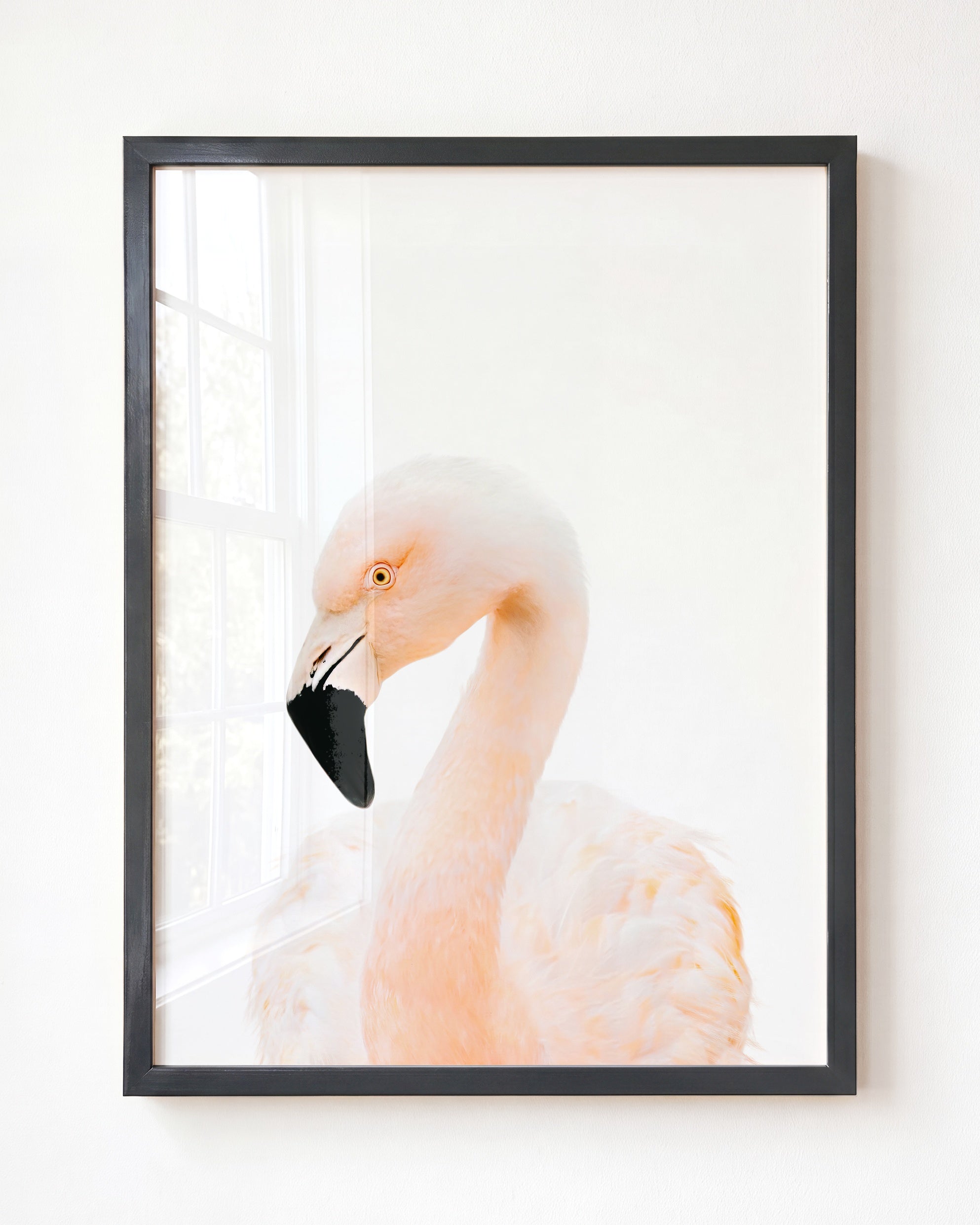 Baby Flamingo