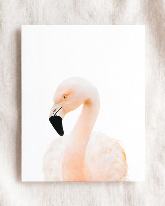 Baby Flamingo