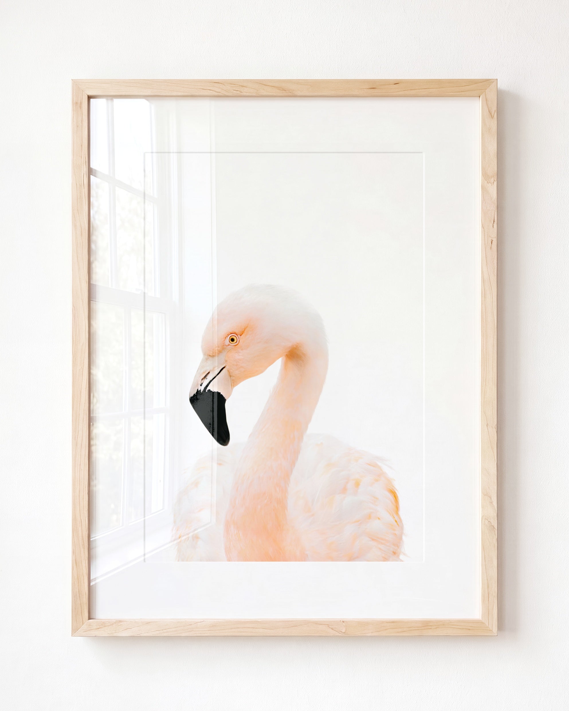 Baby Flamingo