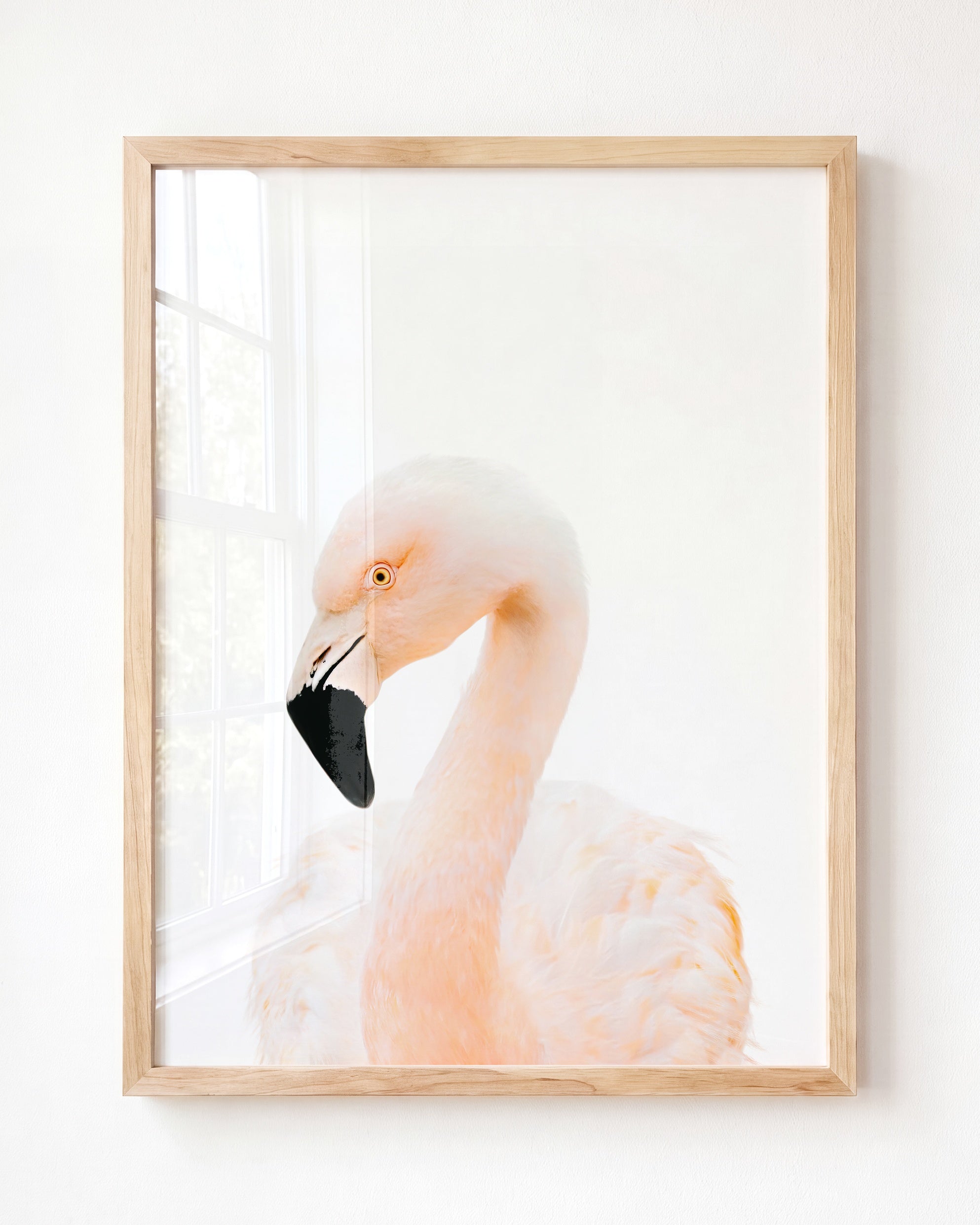 Baby Flamingo