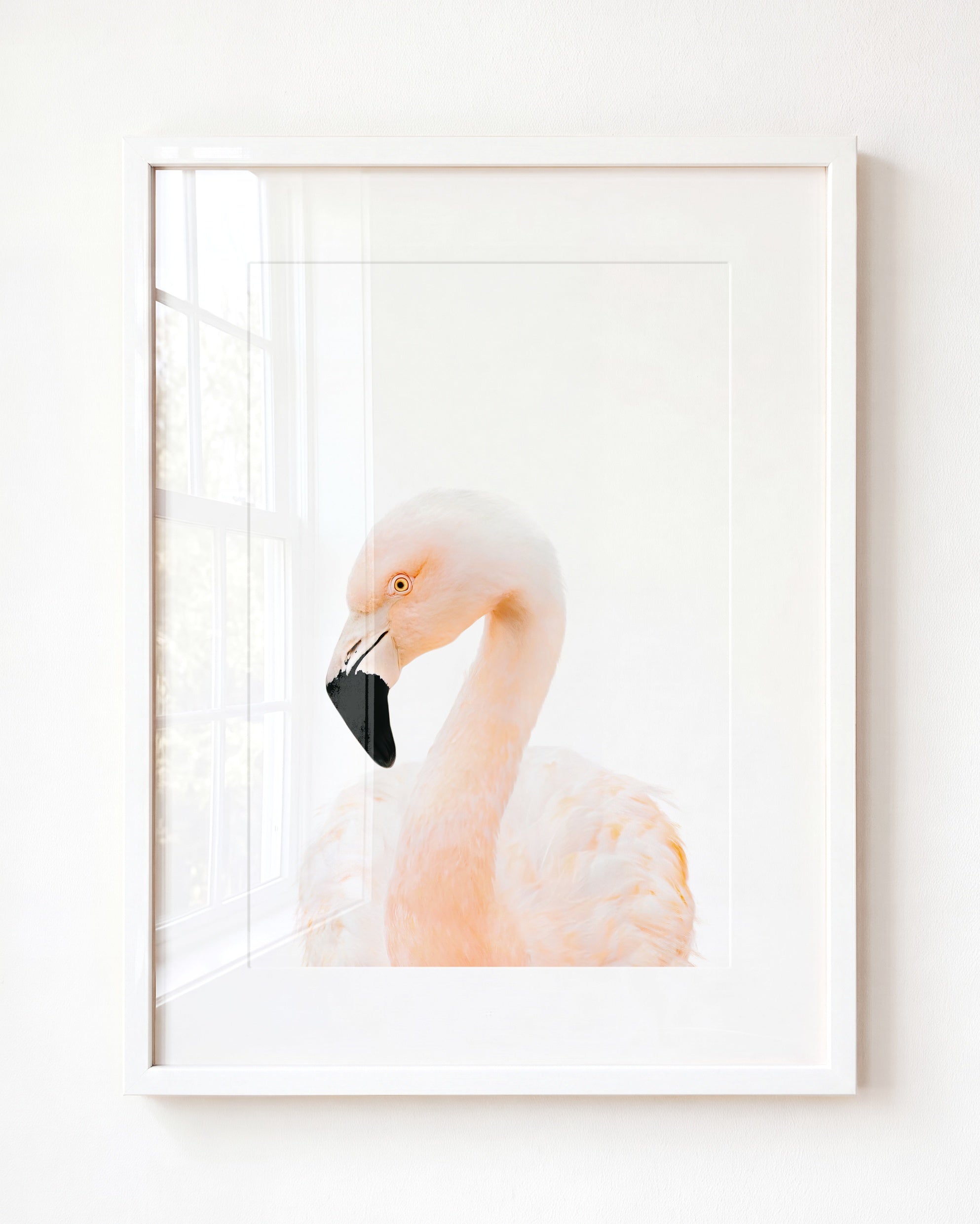 Baby Flamingo