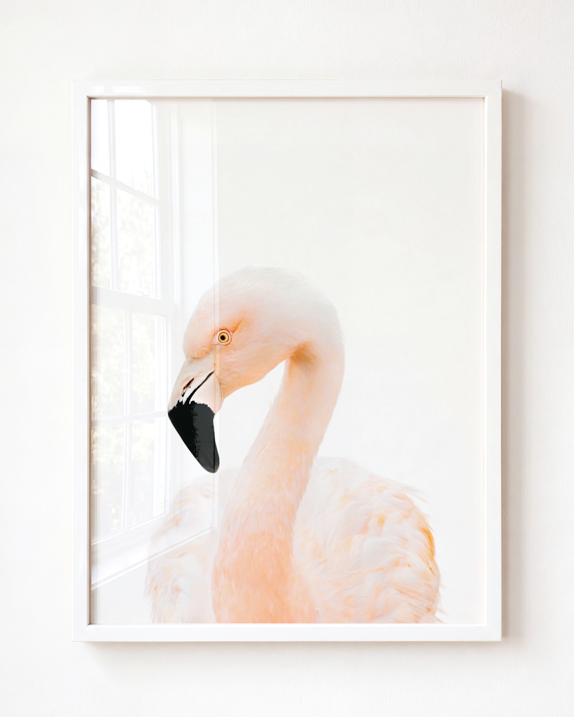 Baby Flamingo