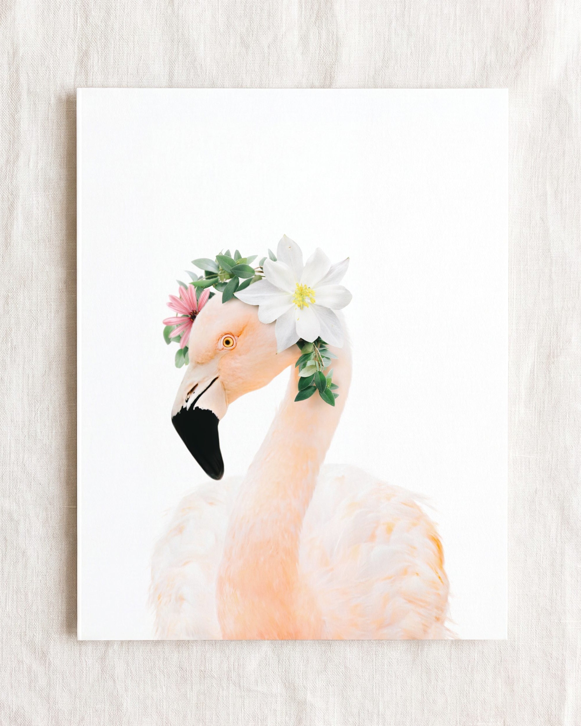 Baby Flamingo