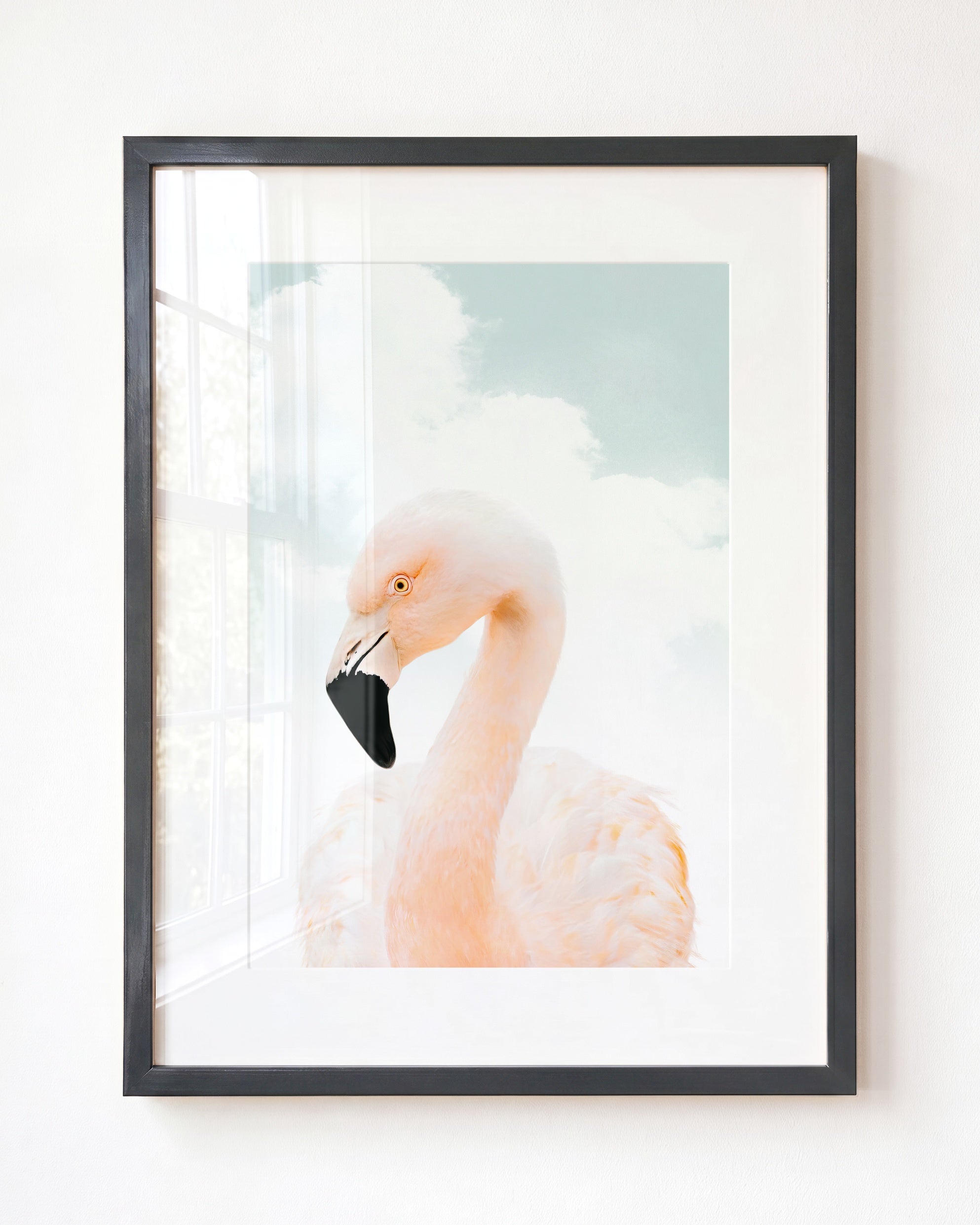 Baby Flamingo