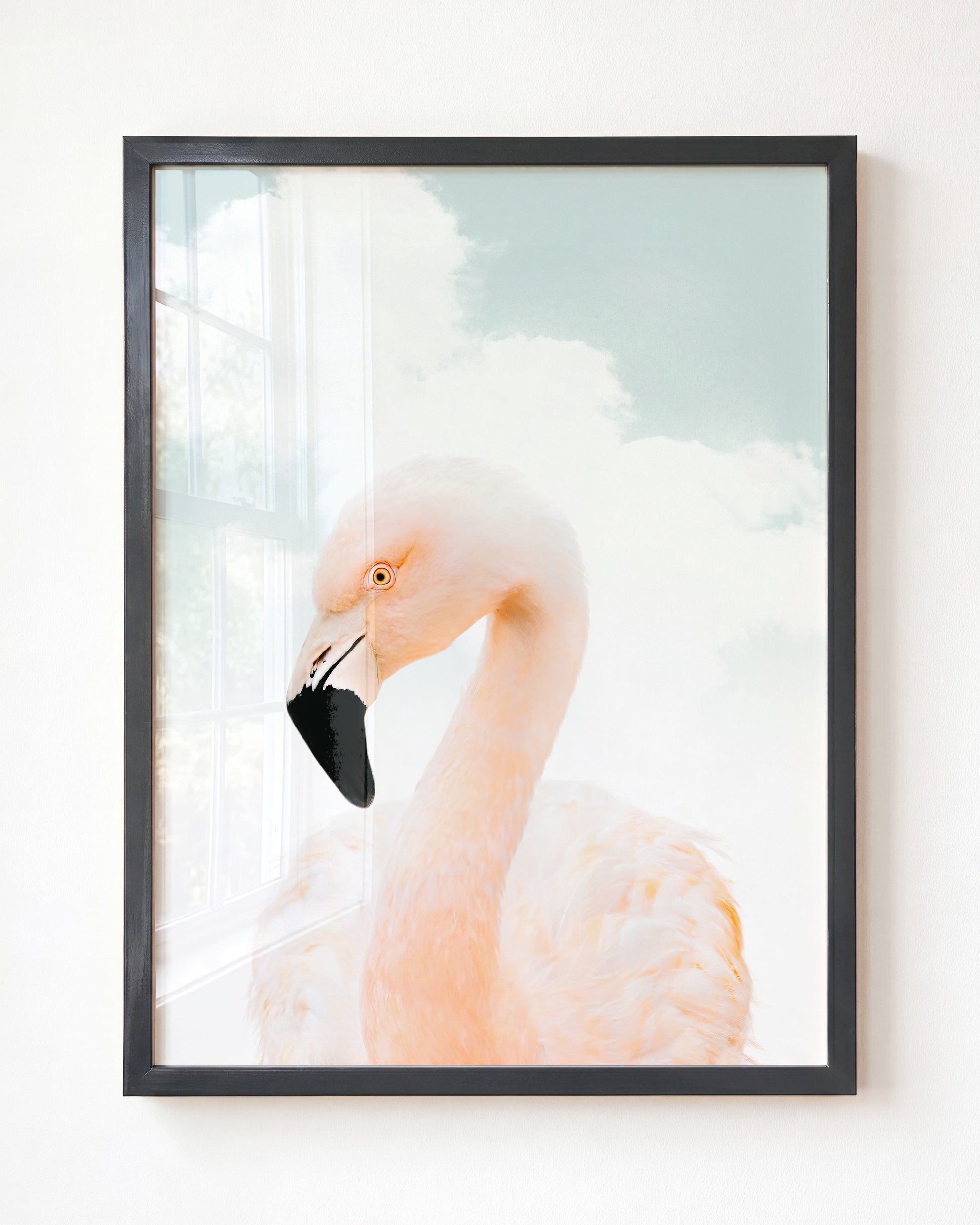 Baby Flamingo