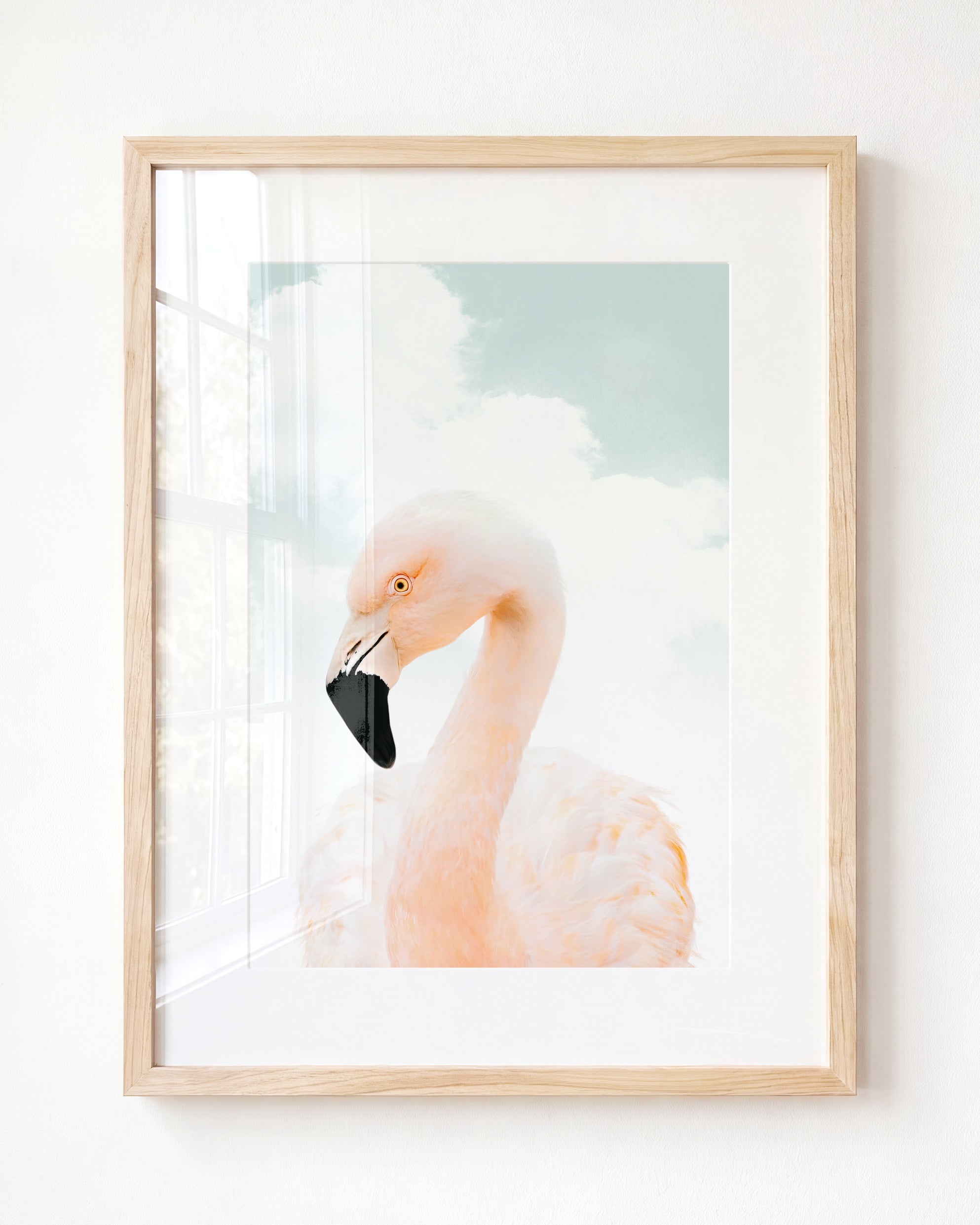 Baby Flamingo