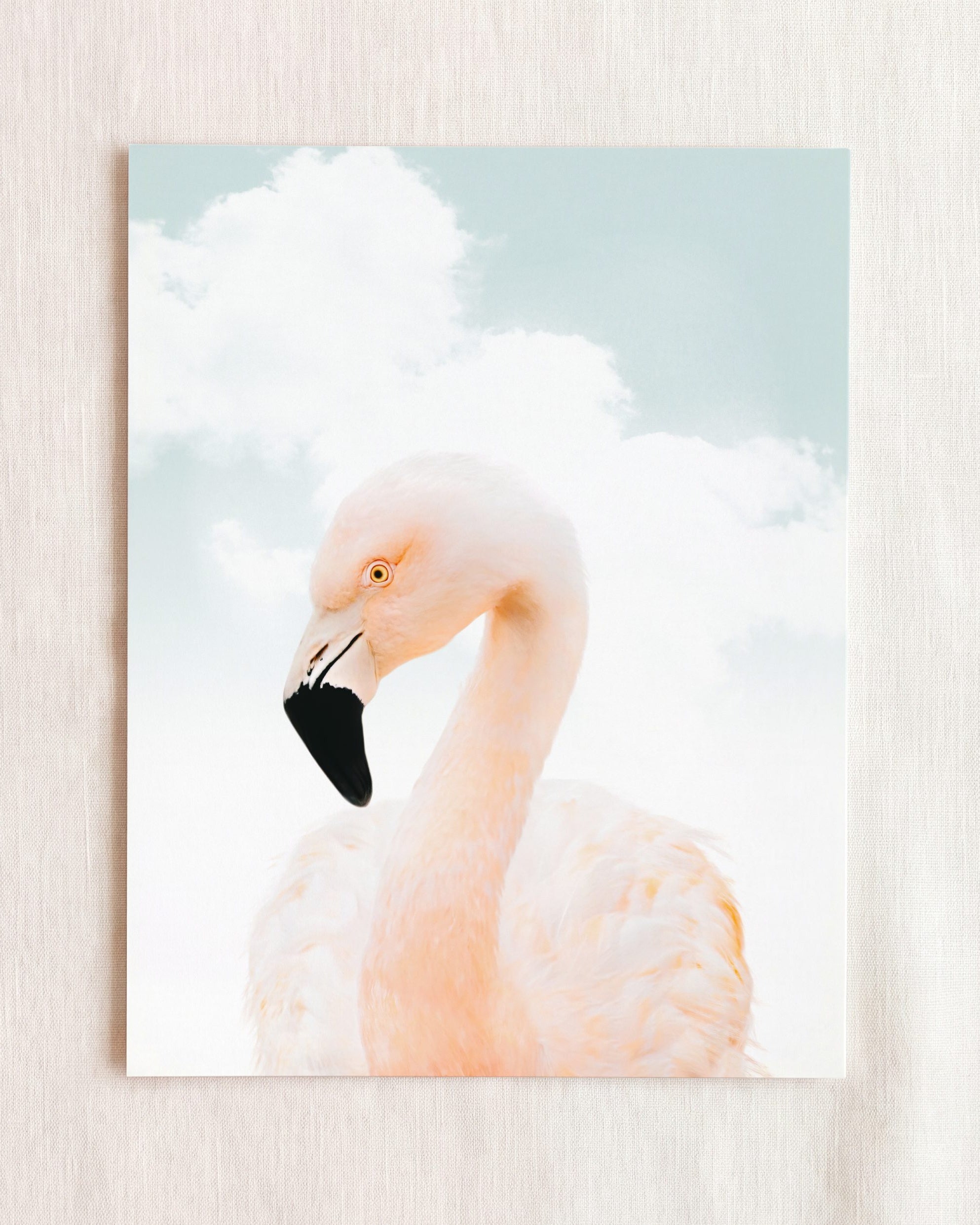 Baby Flamingo
