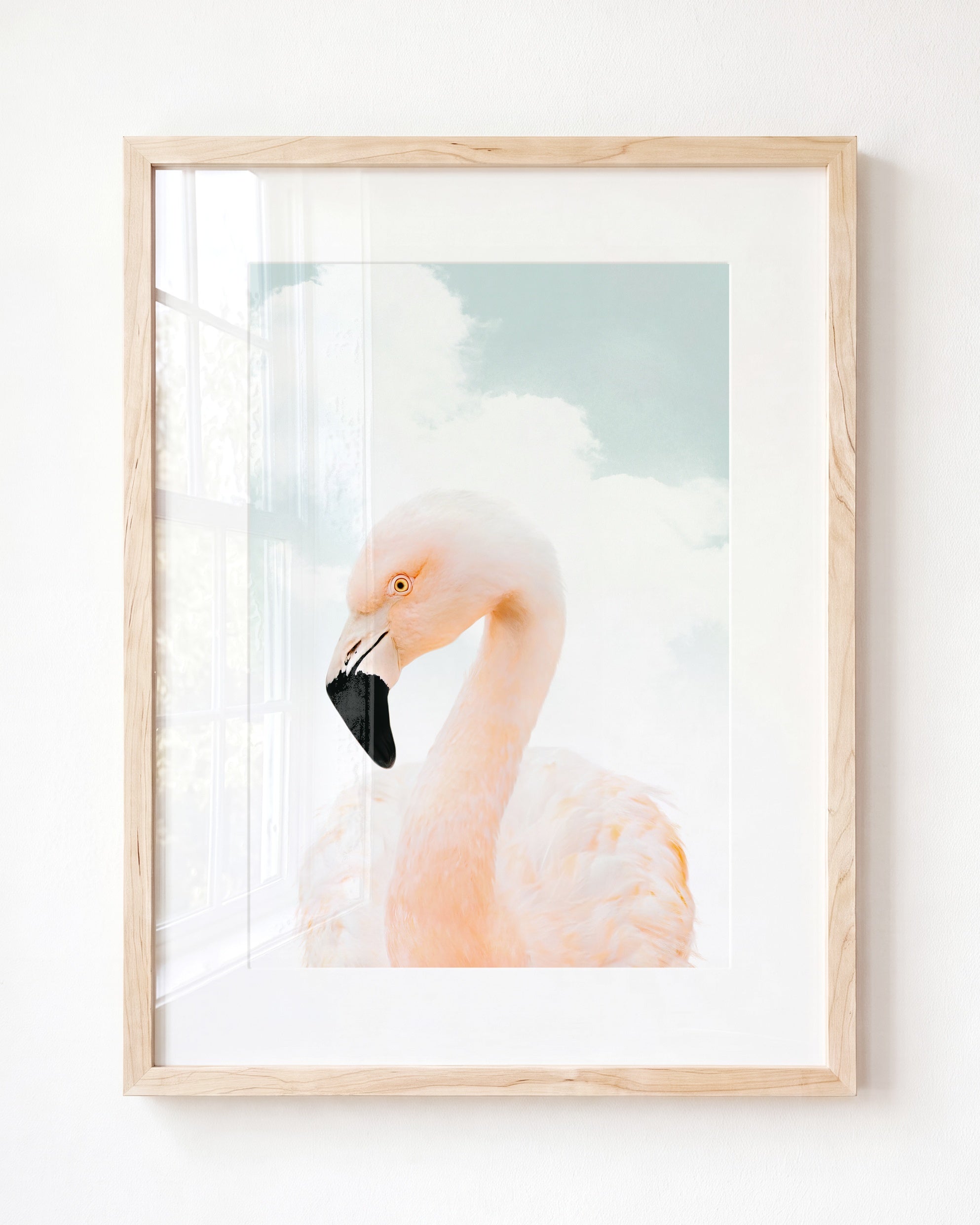 Baby Flamingo