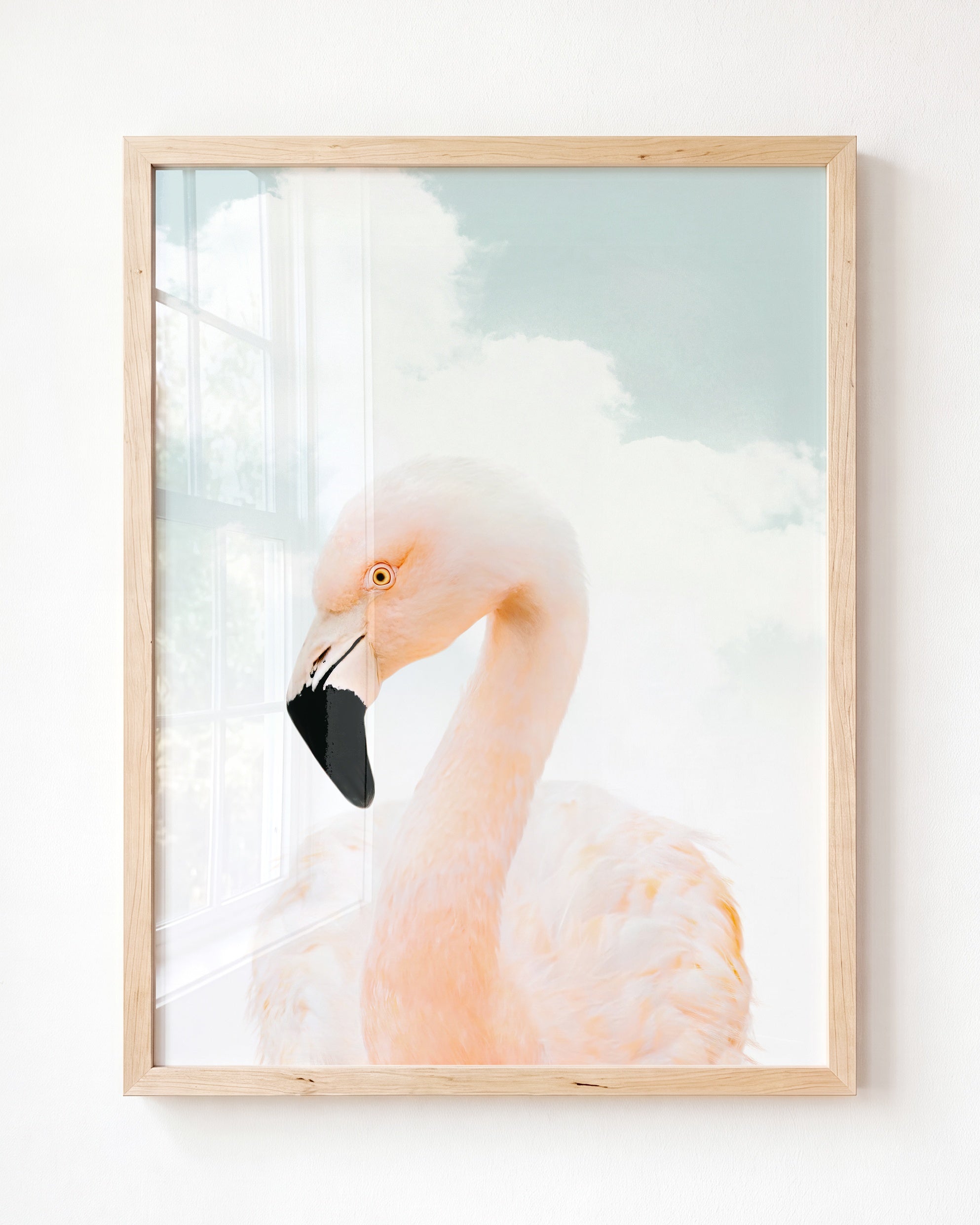 Baby Flamingo
