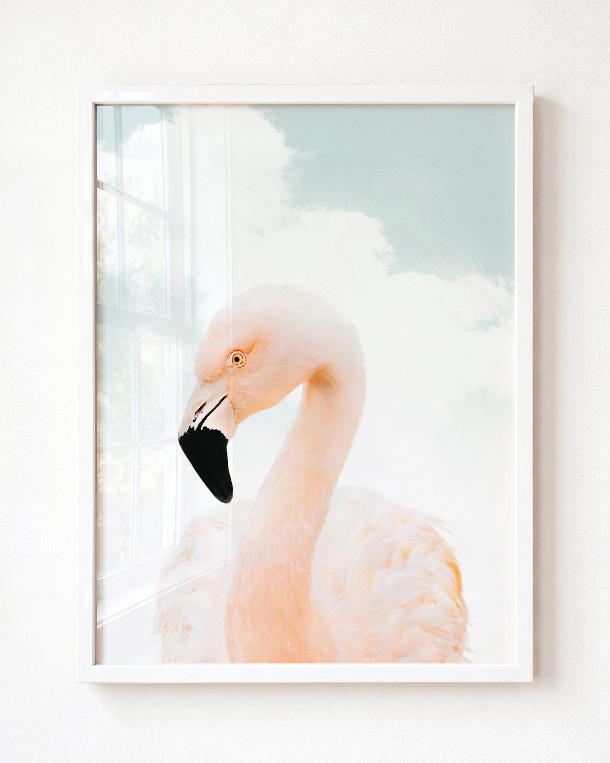 Baby Flamingo