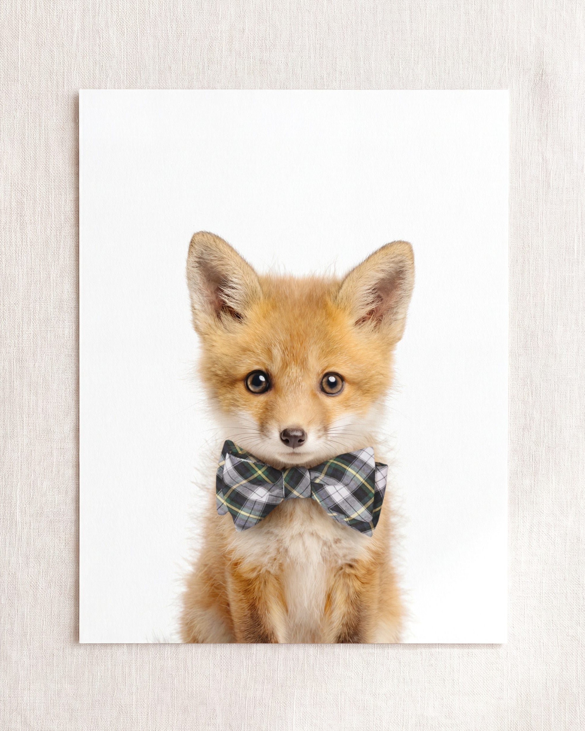 Baby Fox