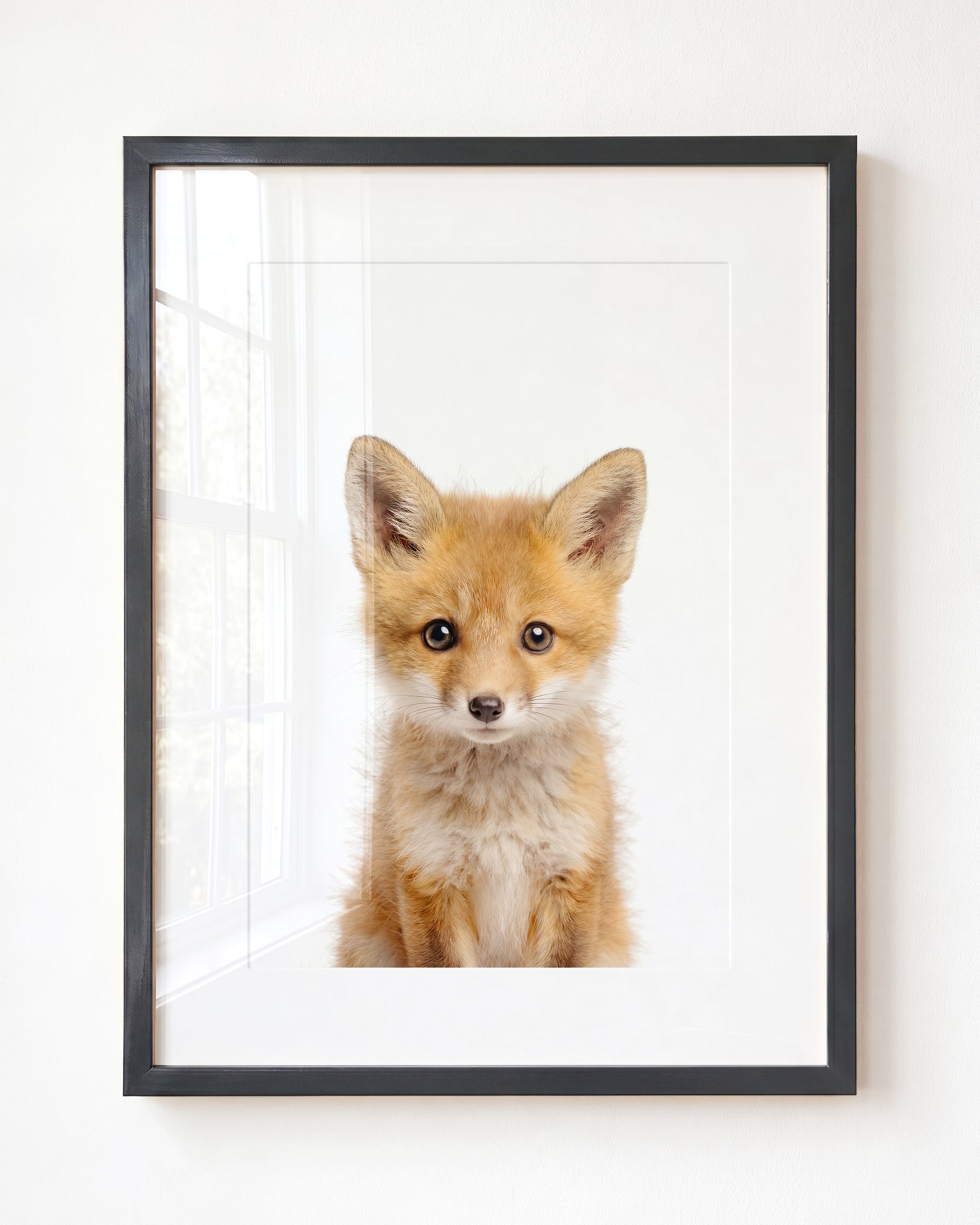 Baby Fox